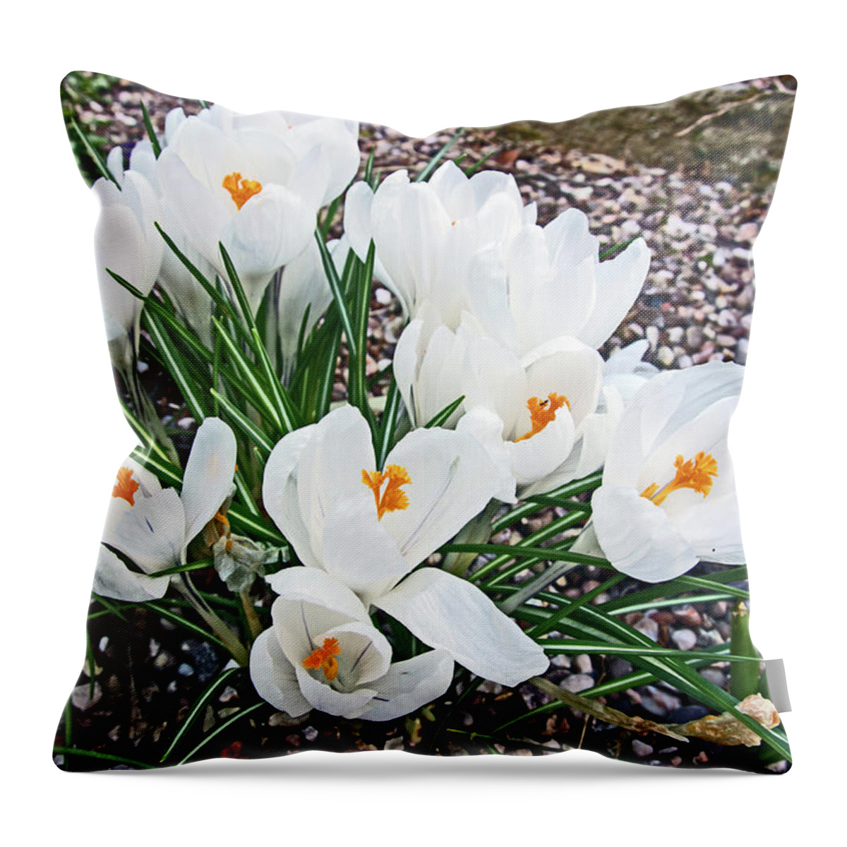 Ramsbottom Throw Pillow featuring the photograph 25/03/18 RAMSBOTTOM CHOCOLATE FESTIVAL. White Crocuses. by Lachlan Main