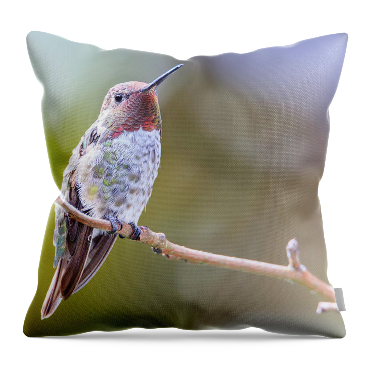 Animal Throw Pillow featuring the photograph Male Anna's Hummingbird by Briand Sanderson