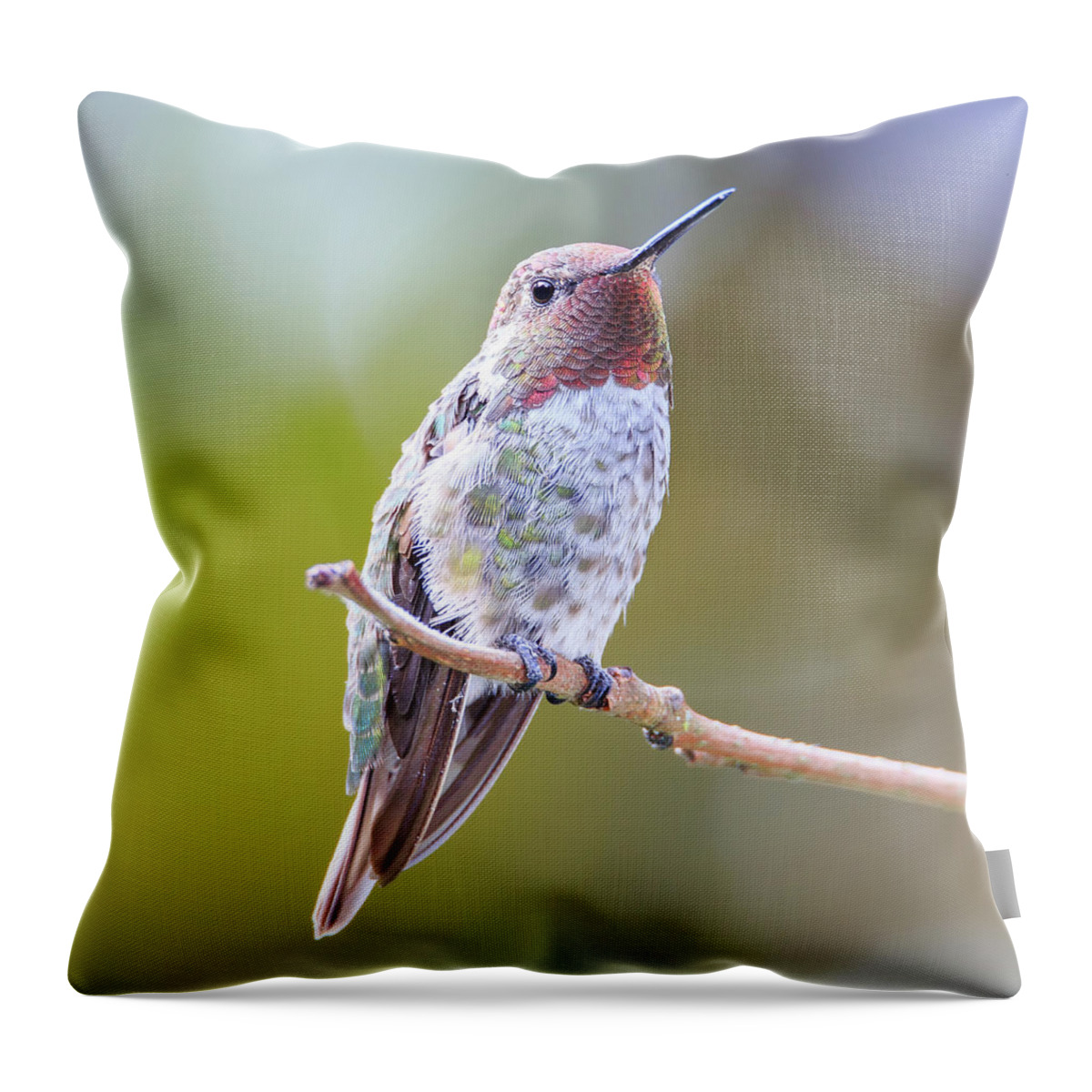 Animal Throw Pillow featuring the photograph Male Anna's Hummingbird by Briand Sanderson