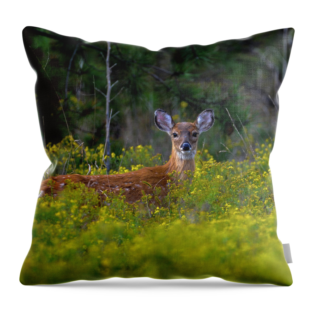 Wildlife Throw Pillow featuring the photograph Alert Fawn by Cathy Kovarik