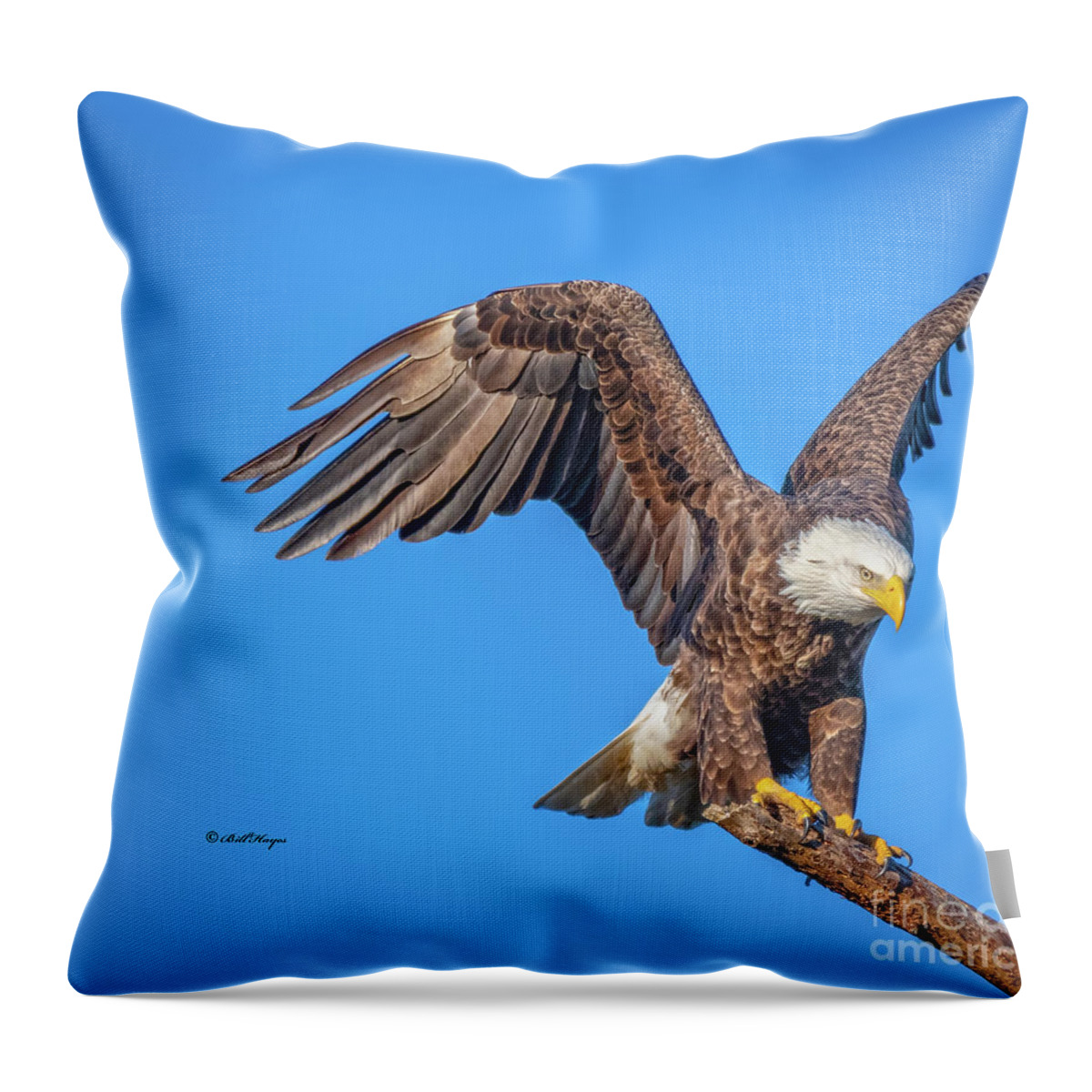 Eagles Throw Pillow featuring the photograph American Bald Eagle Incoming by DB Hayes