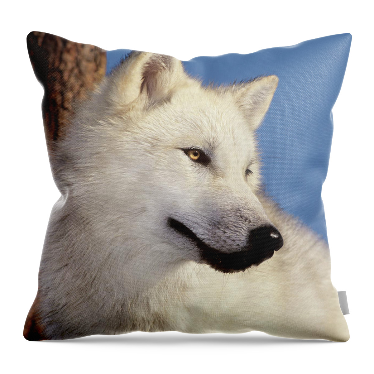 Arctic Wolf Throw Pillow featuring the photograph Arctic Wolf Portrait wildlife rescue by Dave Welling