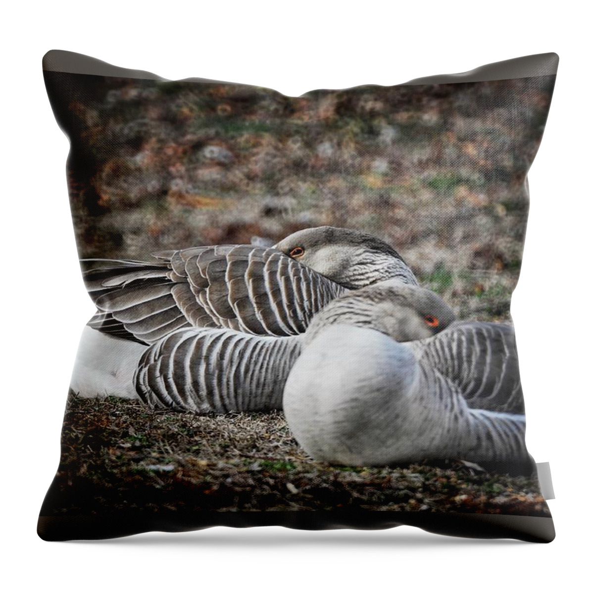  Throw Pillow featuring the photograph At Rest by DArcy Evans