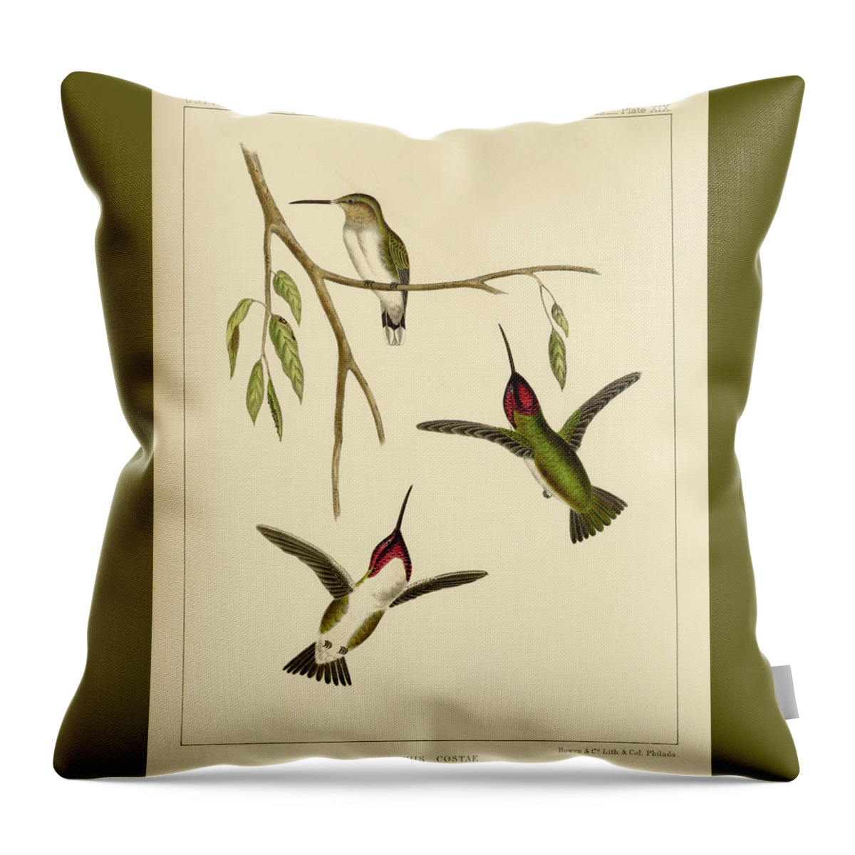 Birds Throw Pillow featuring the mixed media Atthis Costae by Bowen and Co lith and col Phila