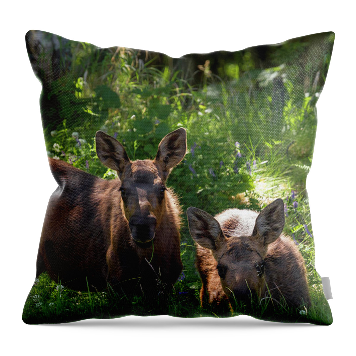 Alaska Throw Pillow featuring the photograph Baby Moose in Woods by Scott Slone