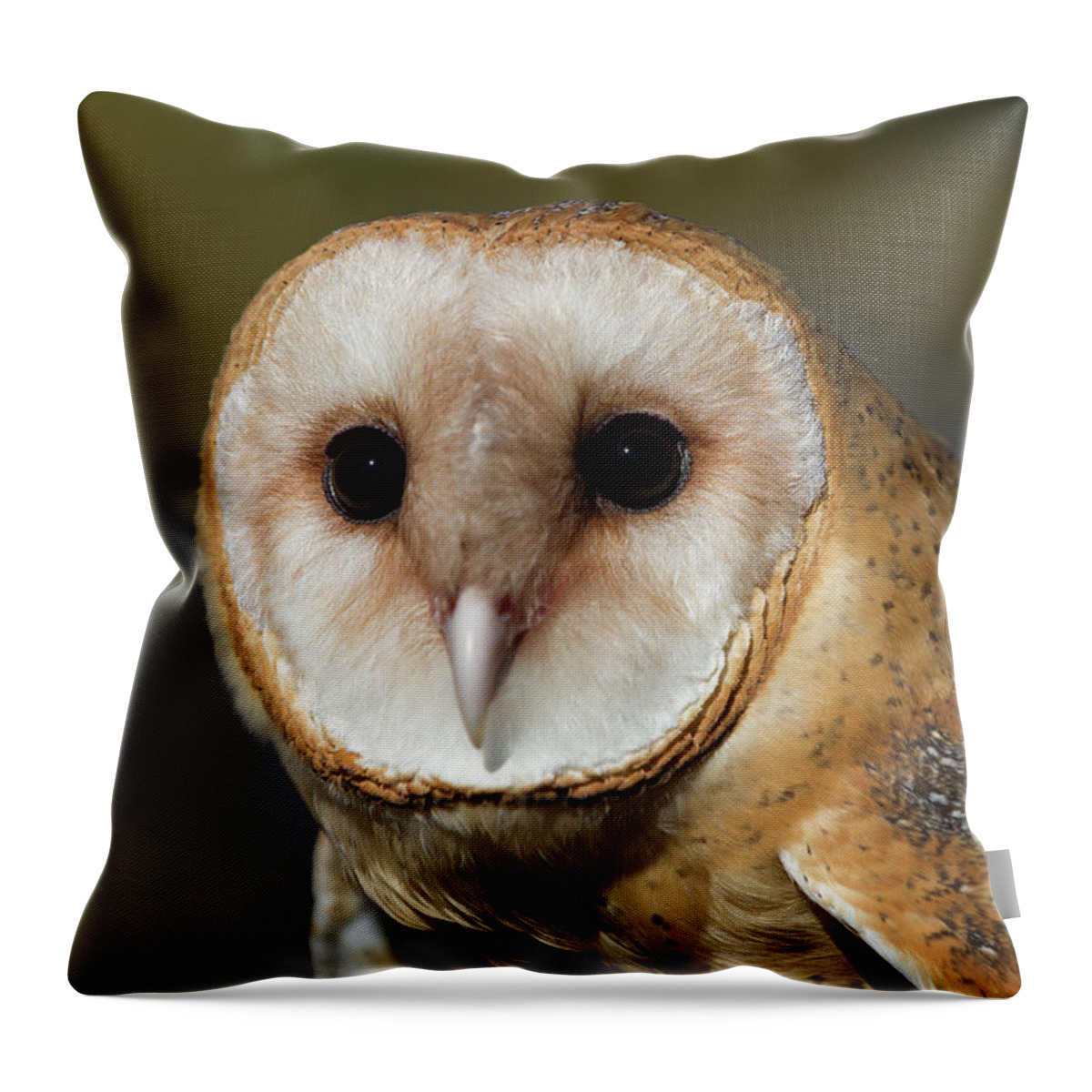 Owls Throw Pillow featuring the photograph Barn Owl 4 by Chris Scroggins