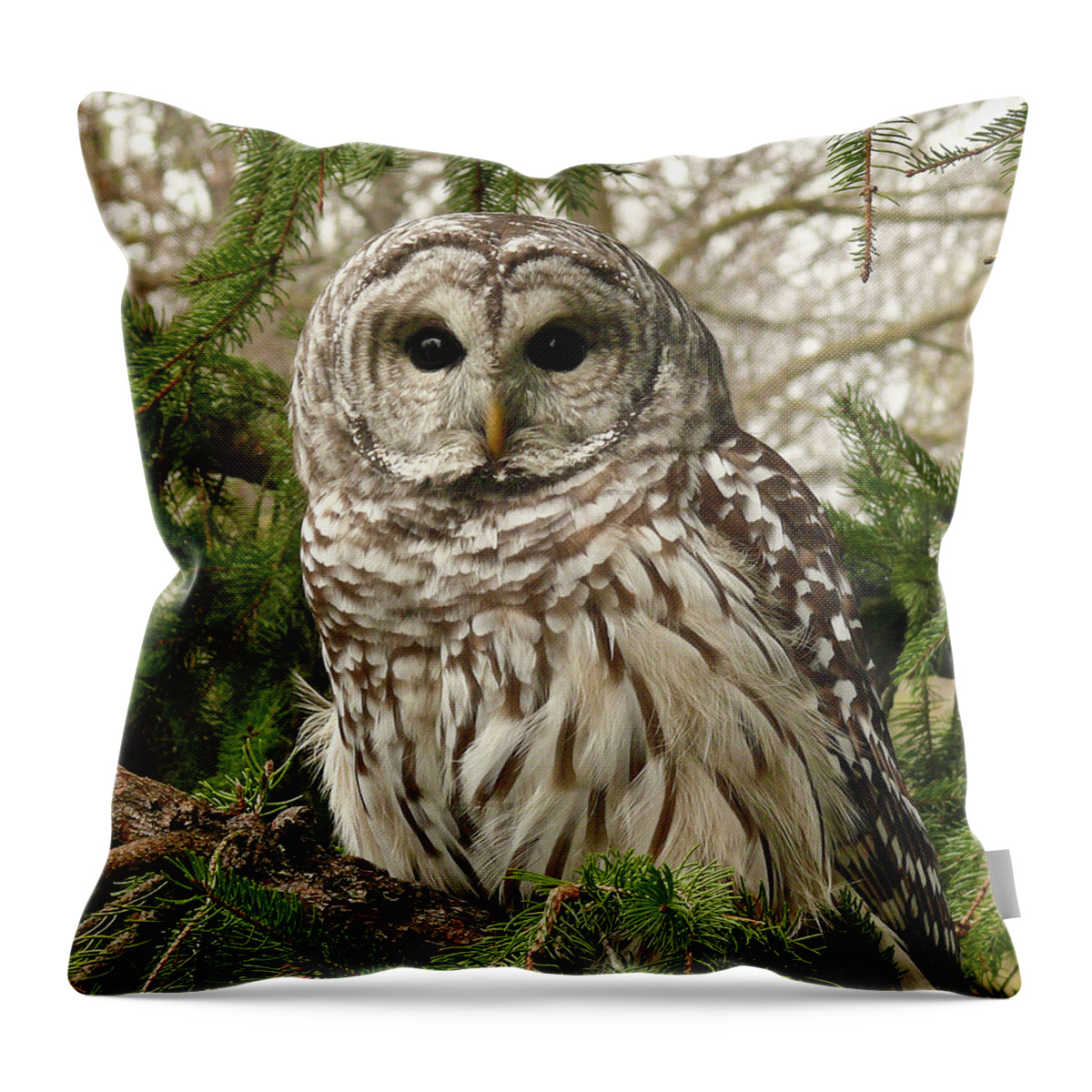 Animal Themes Throw Pillow featuring the photograph Barred Owl by Karen Von Knobloch Photographerkaren