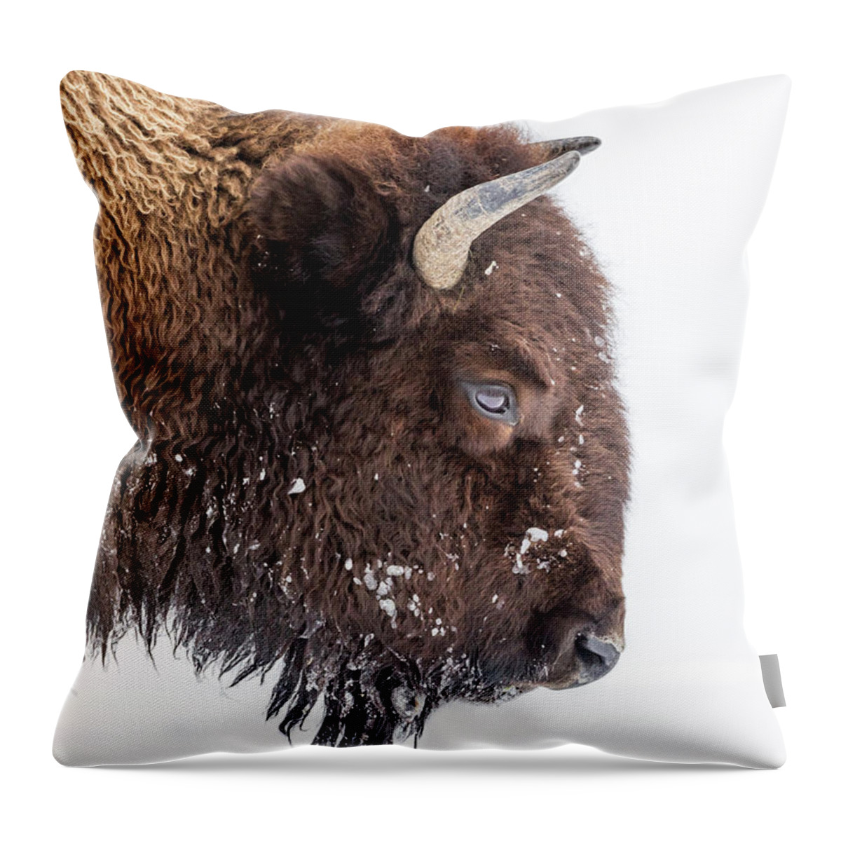 Vertebrate Throw Pillow featuring the photograph Bison In Winter by Kencanning