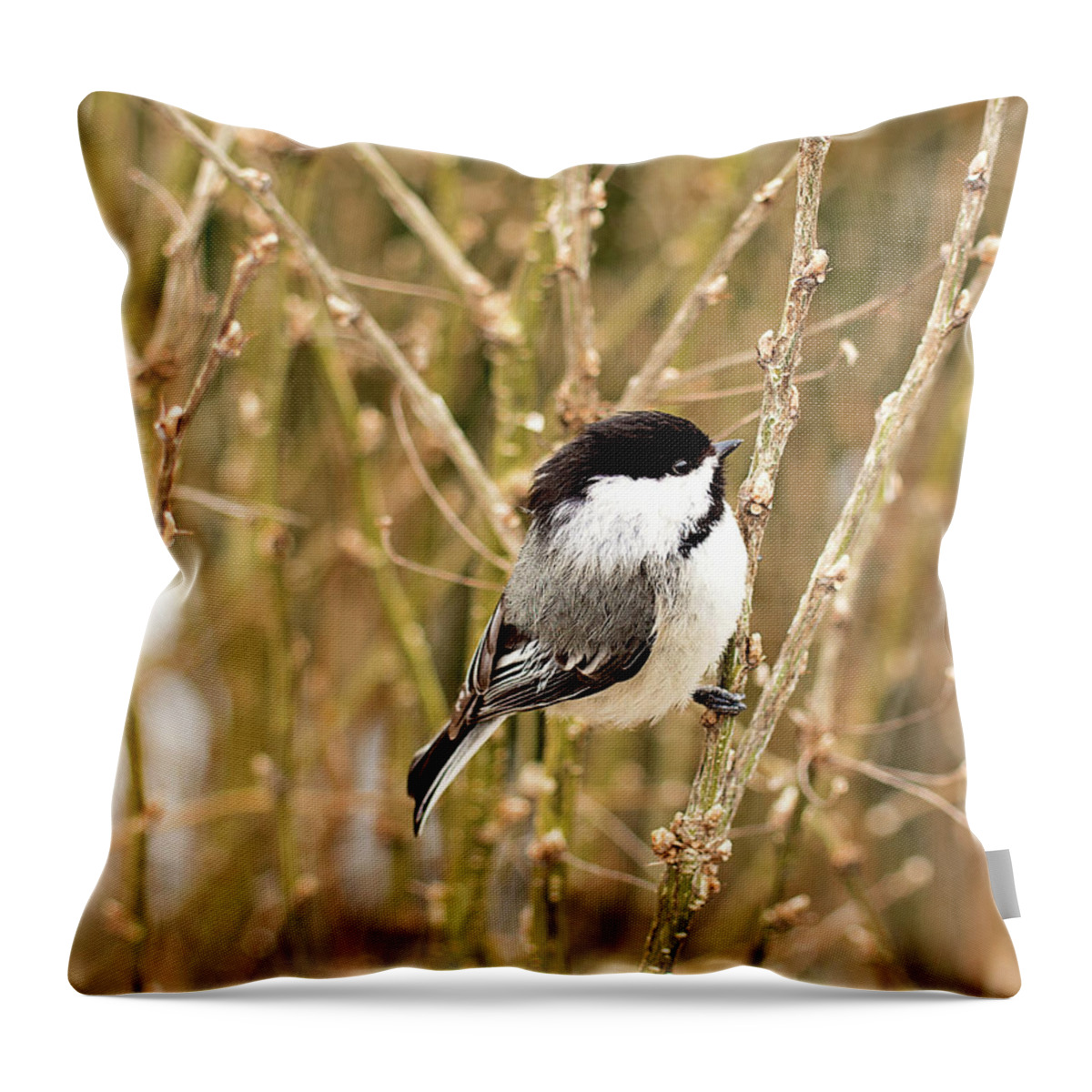 Black Capped Chickadee Throw Pillow featuring the photograph Black Capped Chickadee Print by Gwen Gibson