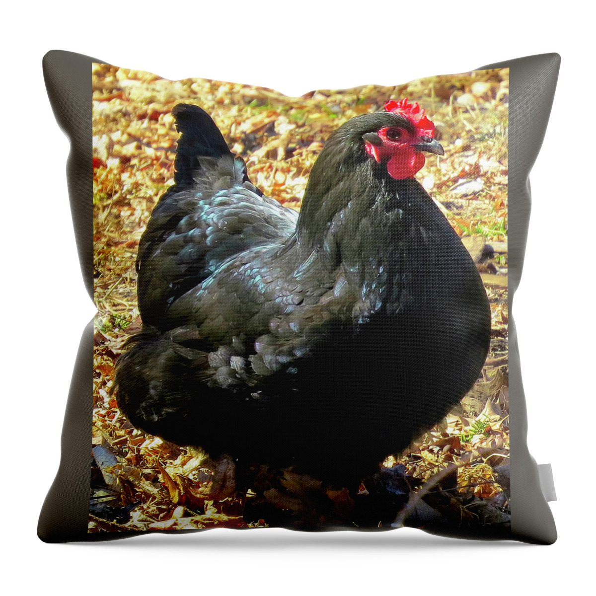 Black Chickens Throw Pillow featuring the photograph Black Jersey Giant by Linda Stern