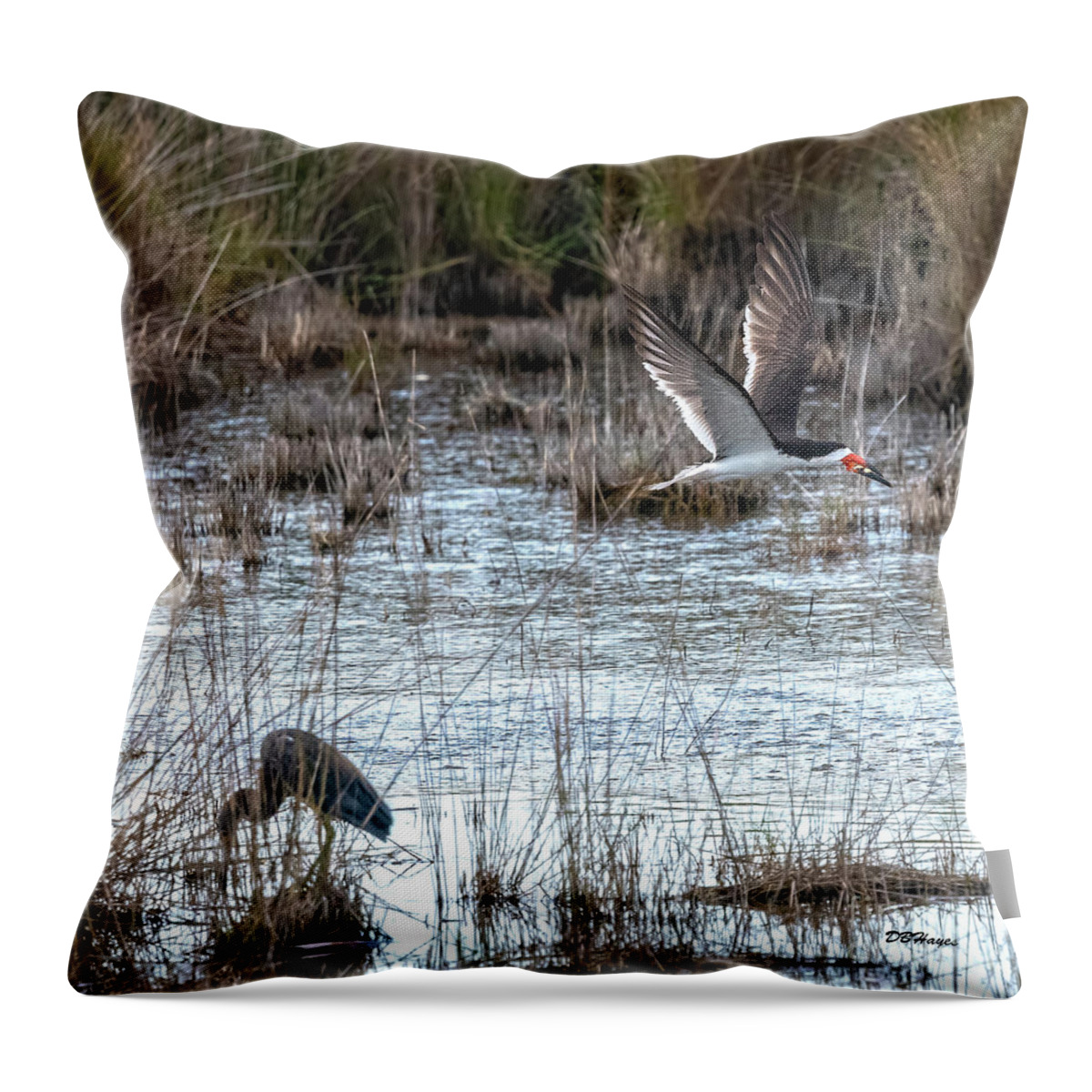 Birds Throw Pillow featuring the photograph Black Skimmer Triumphs Close Up by DB Hayes