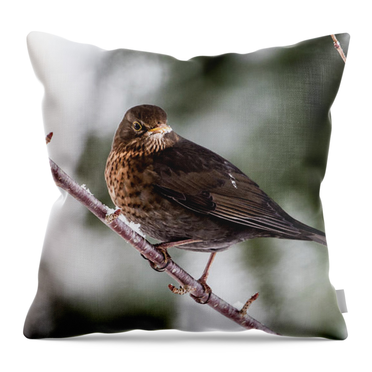 Female Common Blackbird Throw Pillow featuring the photograph Blackbird with snow on the beak by Torbjorn Swenelius