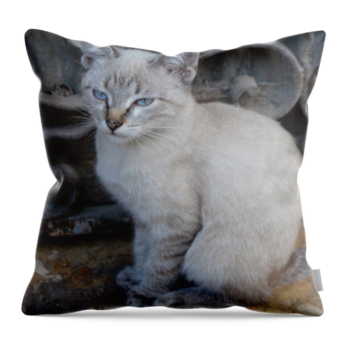 Cat Throw Pillow featuring the photograph Blue Eyed by Thomas Schroeder