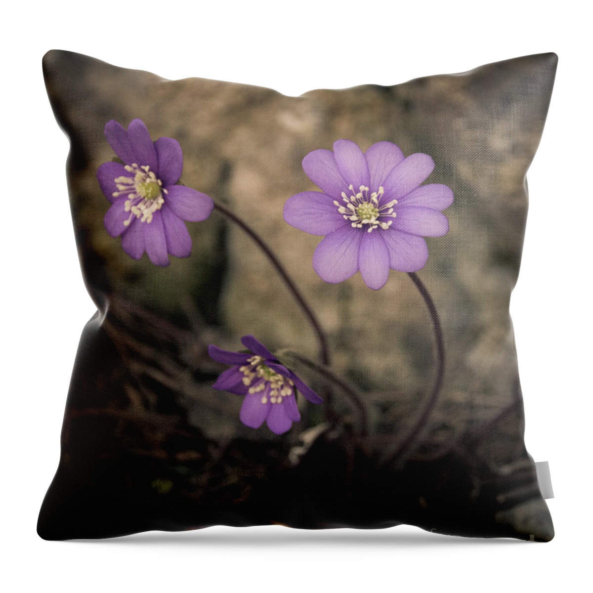 Common Throw Pillow featuring the photograph Blue violet anemone flower growing in a stone wall by Amanda Mohler