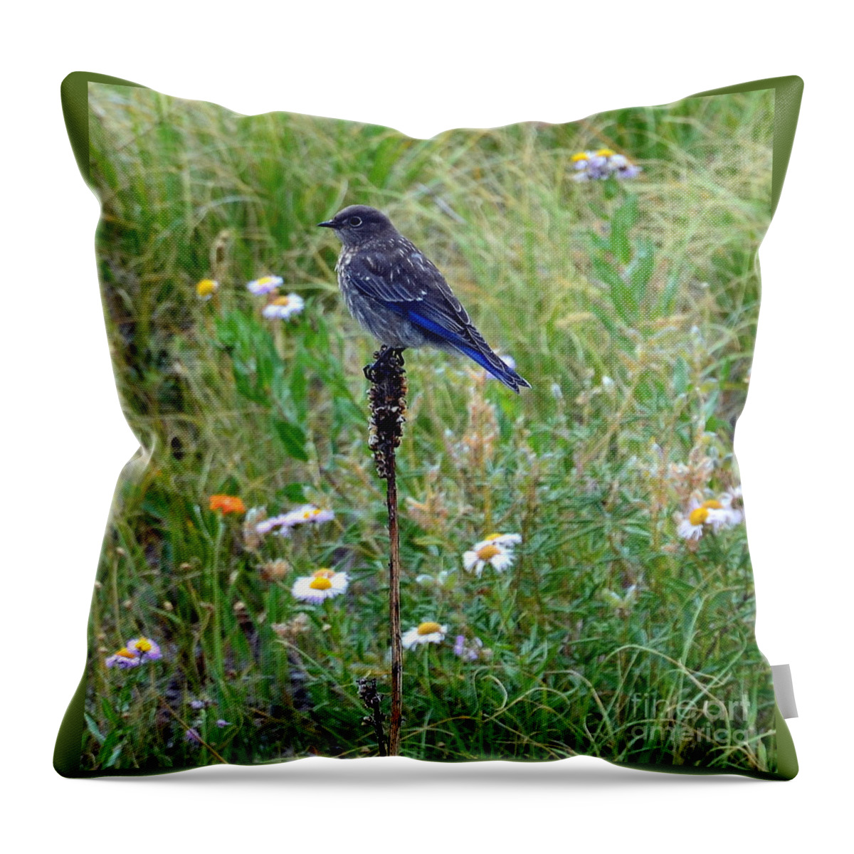 Bluebird Throw Pillow featuring the photograph Bluebird Perch by Dorrene BrownButterfield
