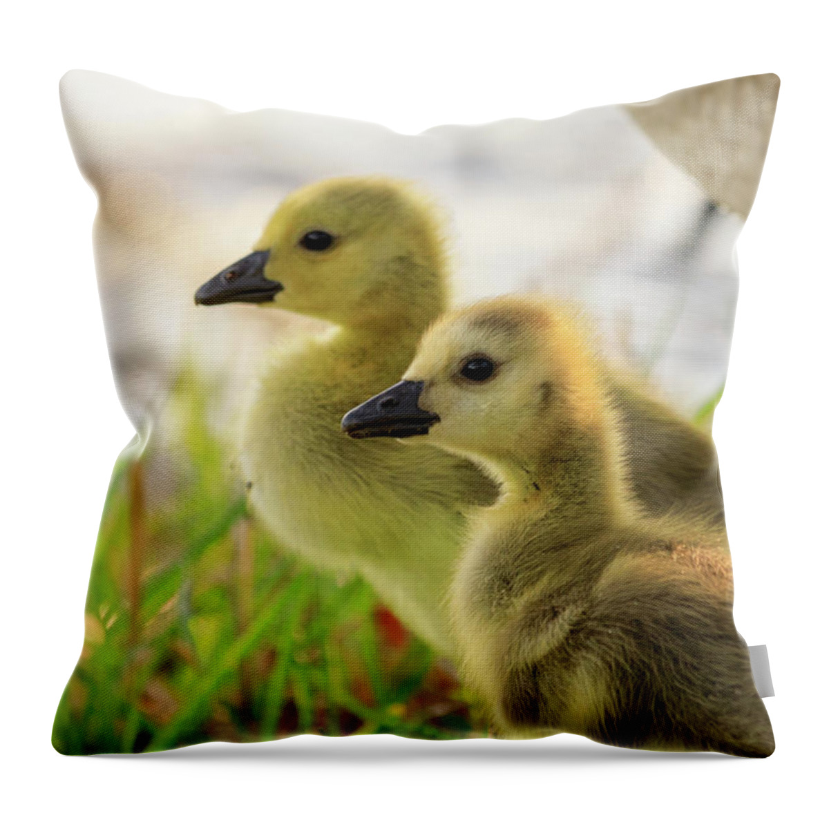 Goslings Throw Pillow featuring the photograph Boston Goslings by Rob Davies
