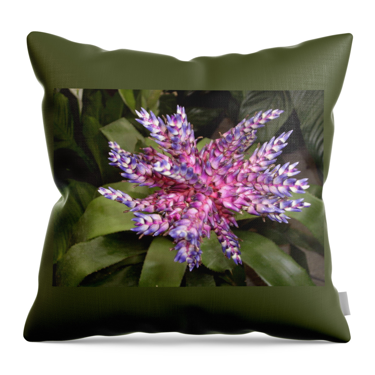 Bromeliad Throw Pillow featuring the photograph Bromeliad pink, purple, blue flower by Nancy Ayanna Wyatt