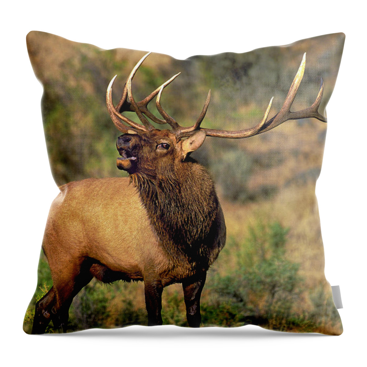 North America Throw Pillow featuring the photograph Bull Elk in Rut Bugling Yellowstone Wyoming Wildlife by Dave Welling