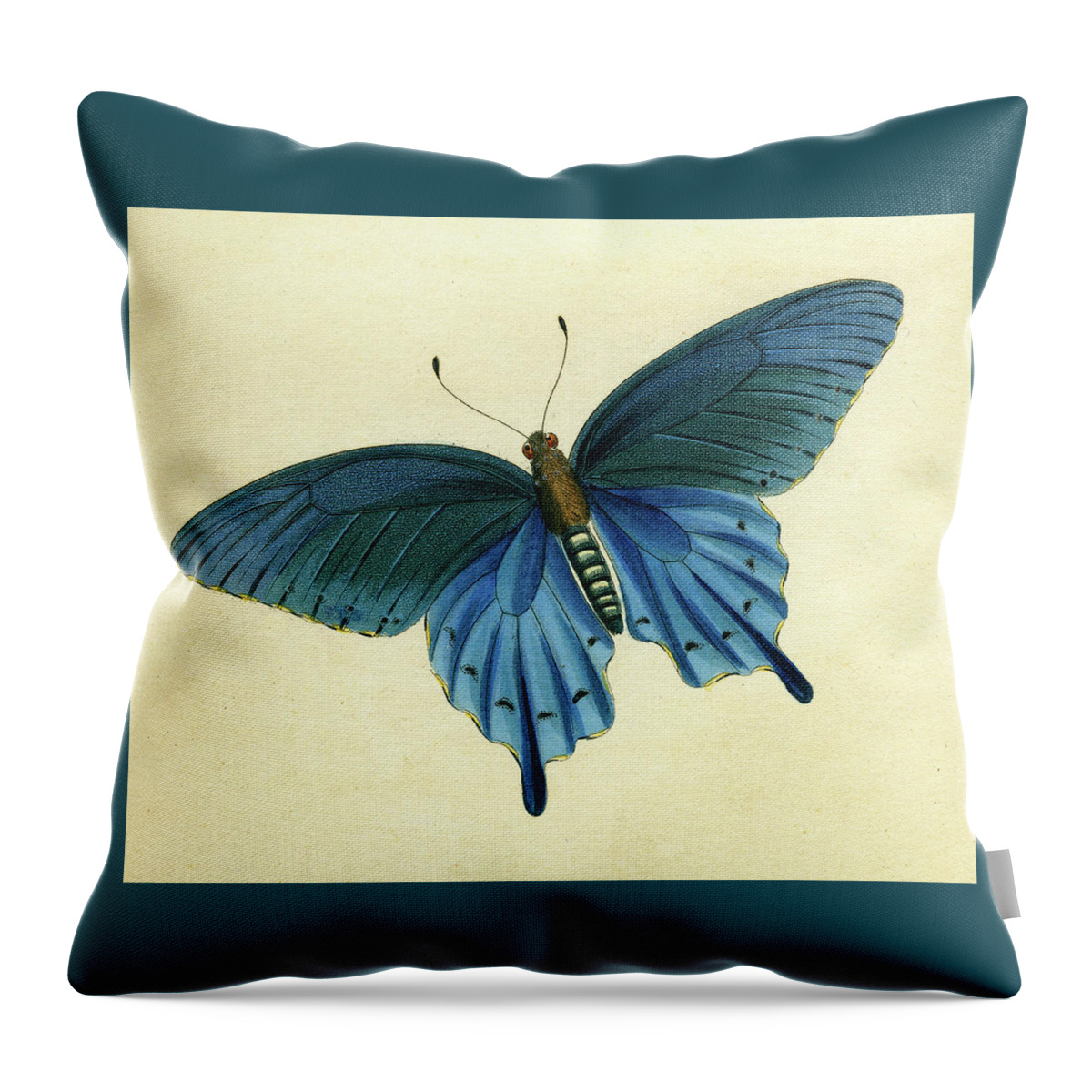 Entomology Throw Pillow featuring the mixed media Butterflies detail - Papilio philenor by Unknown