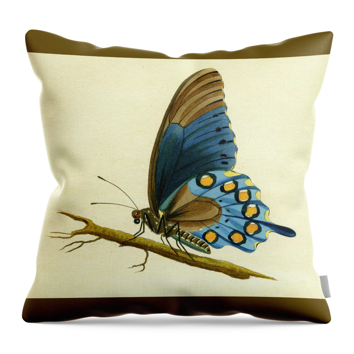 Entomology Throw Pillow featuring the mixed media butterfy detail - Papilio Philenor by Unknown