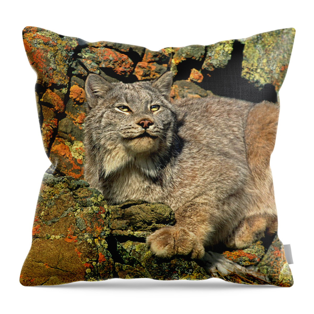 Canadian Lynx Throw Pillow featuring the photograph Canadian Lynx on Lichen-covered Cliff Endangered Species by Dave Welling