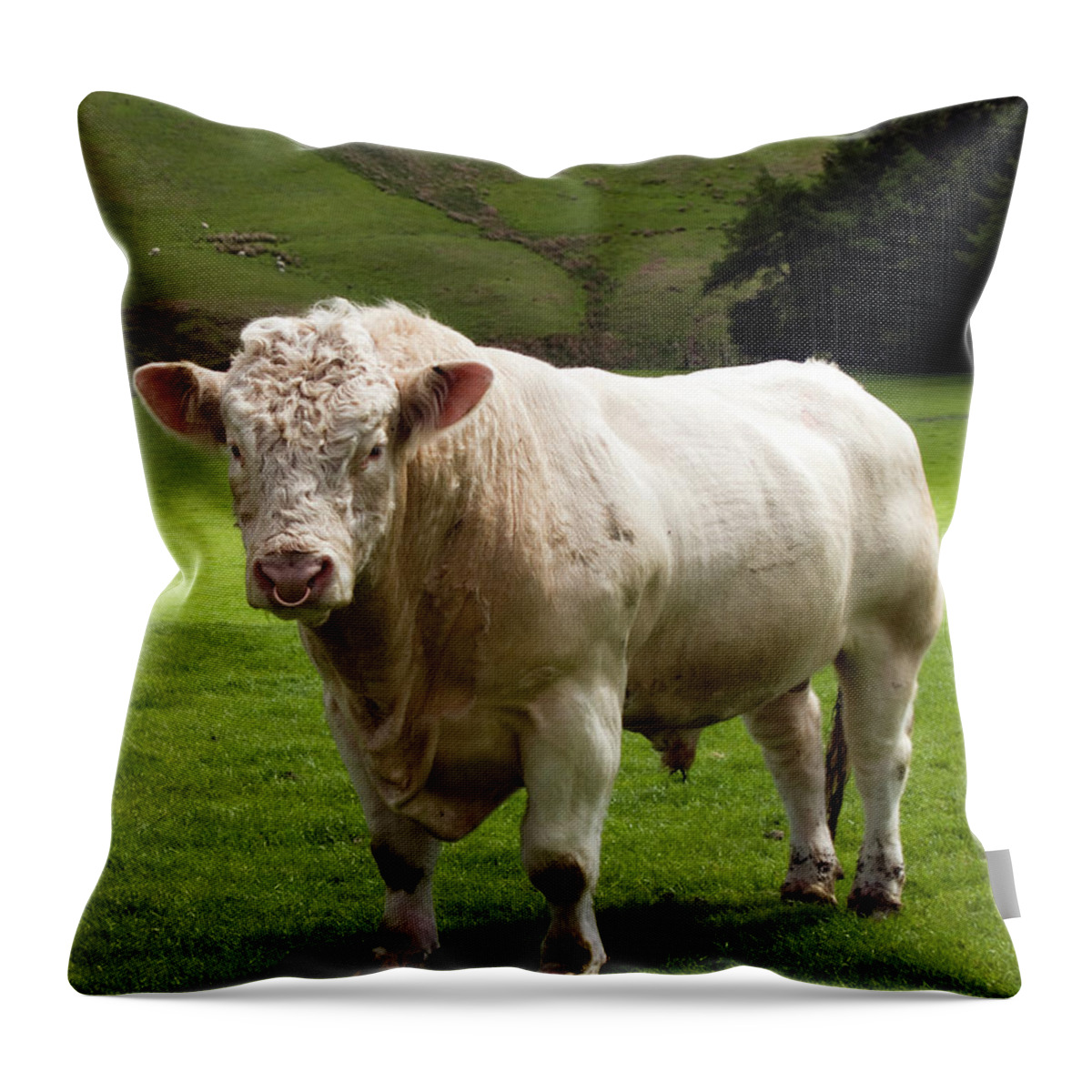 Scotland Throw Pillow featuring the photograph Charolais Bull In Green Fields At by Gannet77