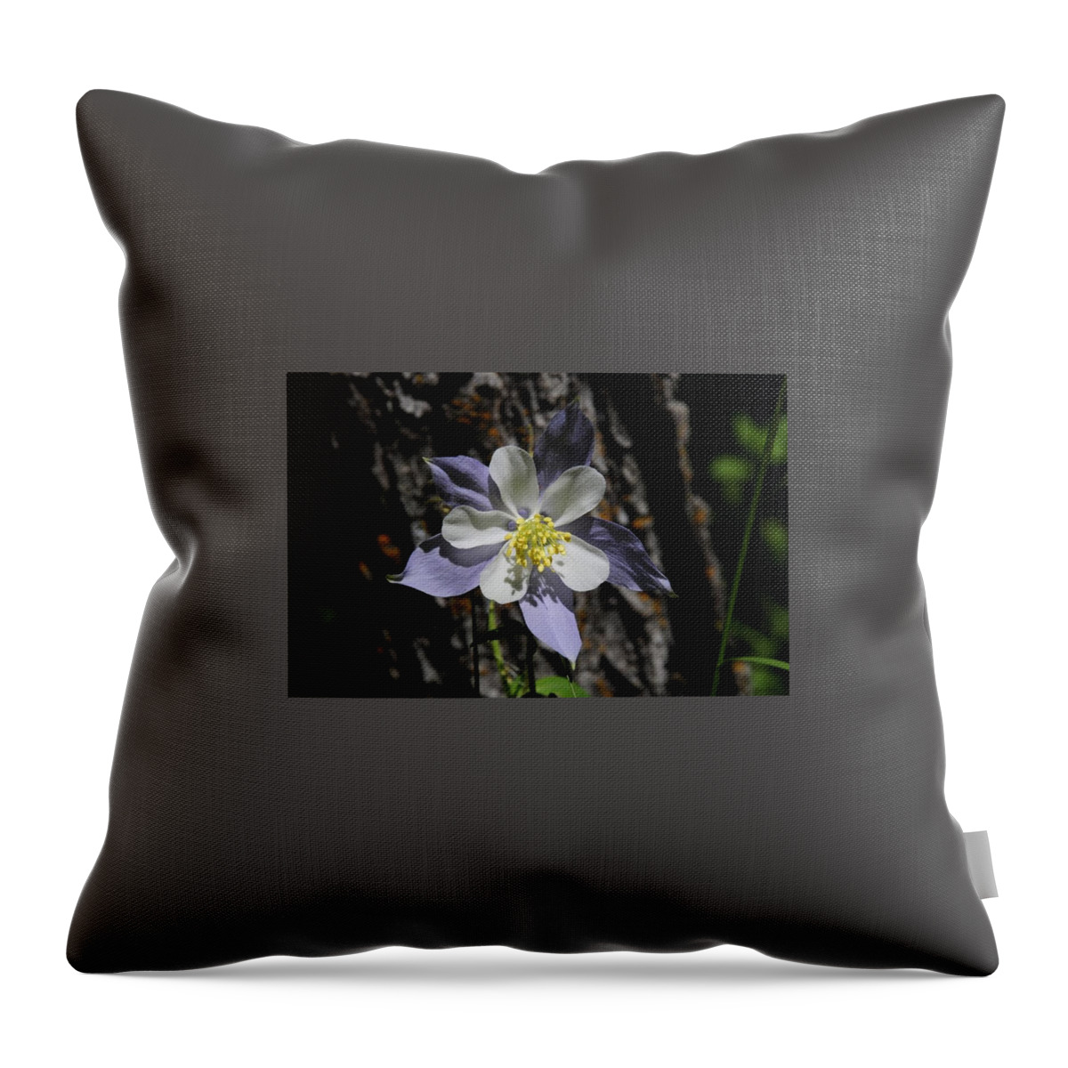  Throw Pillow featuring the photograph Columbine by Susie Rieple