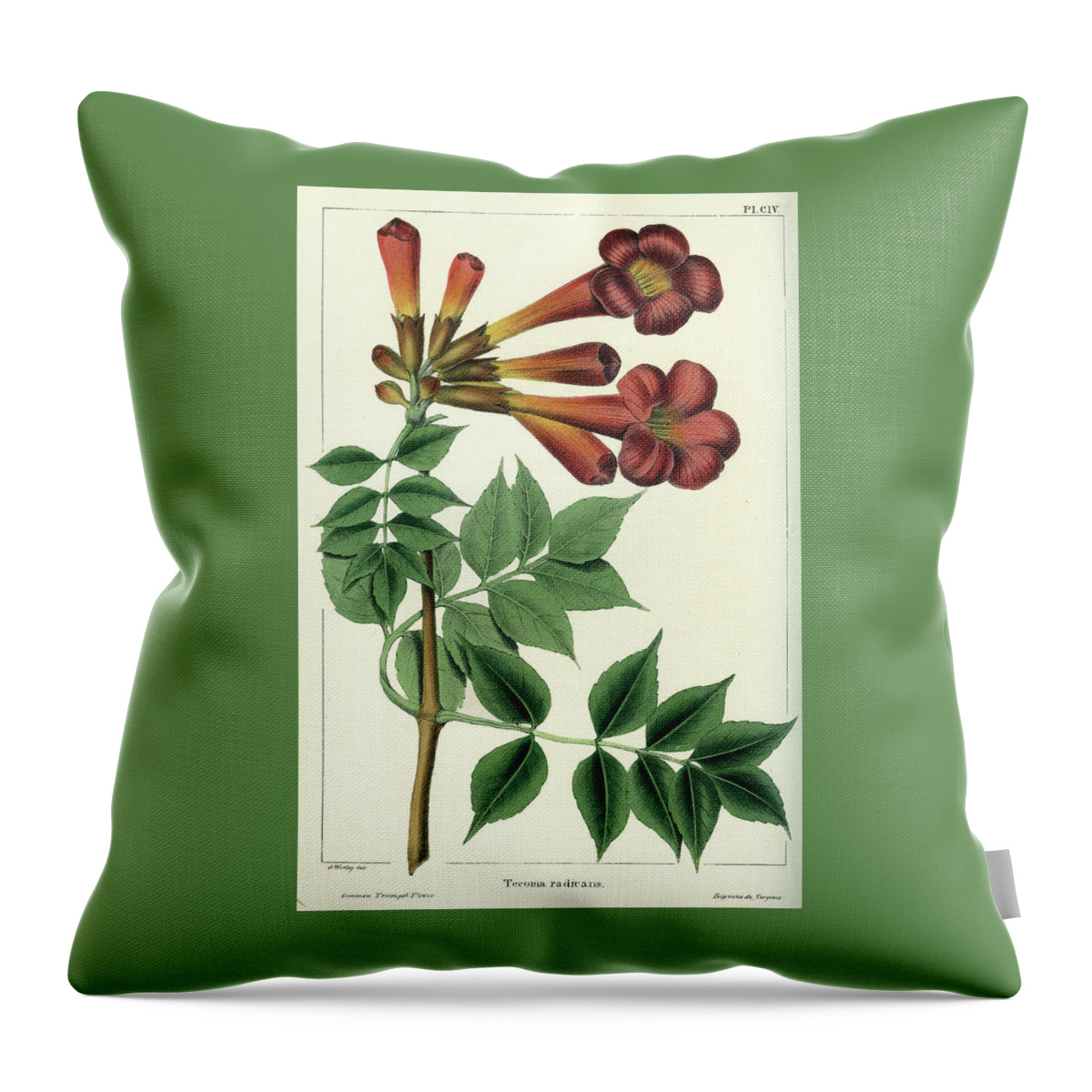 Common Trumpet Flower Throw Pillow featuring the drawing Common Trumpet Flower by Unknown