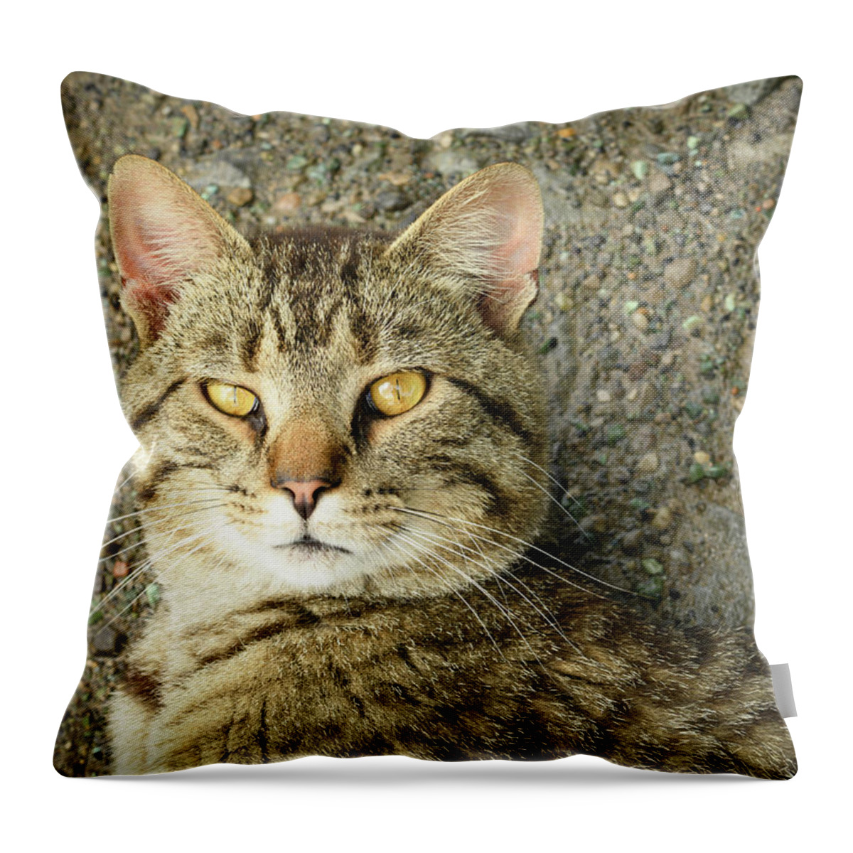 Cat Throw Pillow featuring the photograph Cool Farm Cat by Holden The Moment