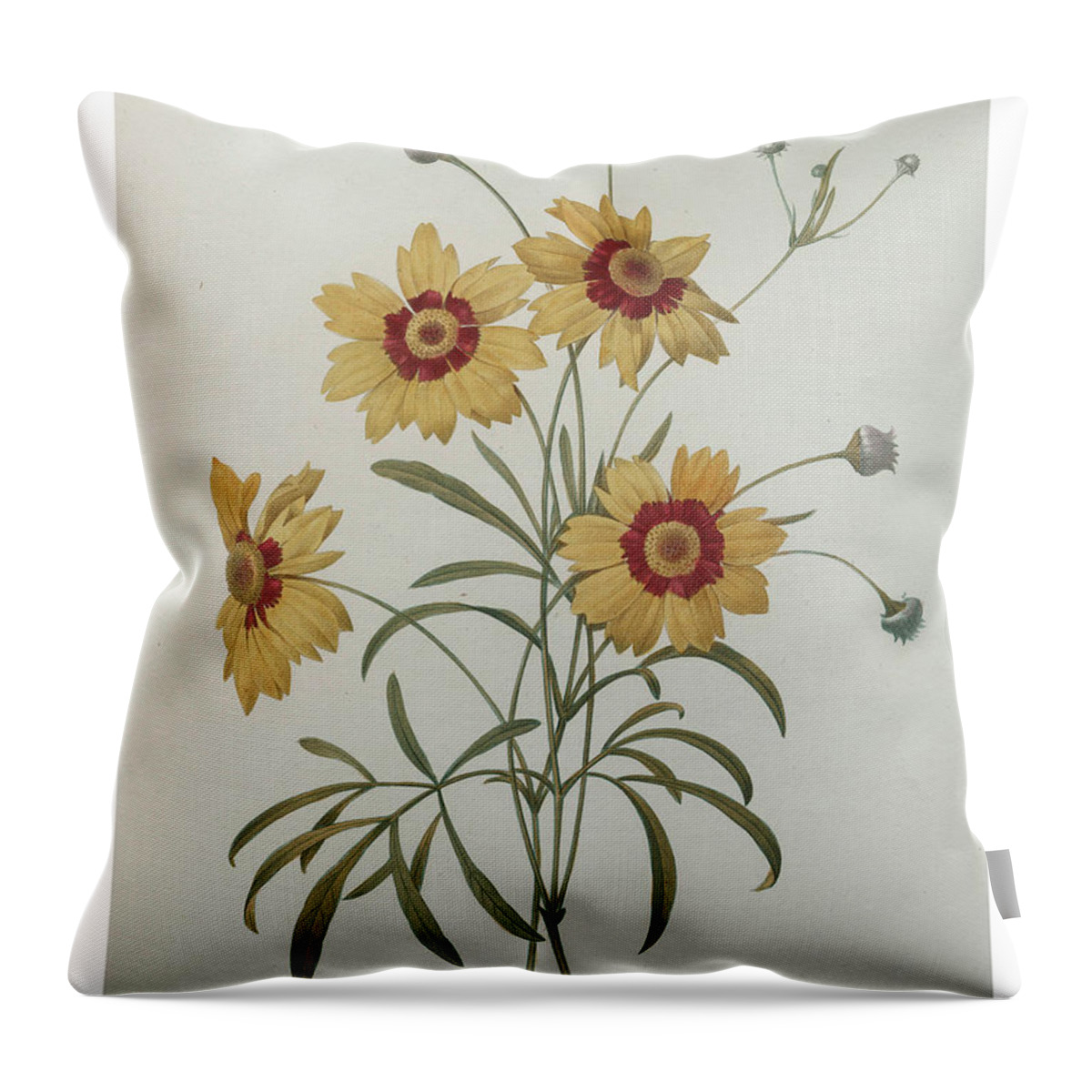 Redoute Throw Pillow featuring the painting Coreopsis or Tickseed by Pierre-Joseph Redoute
