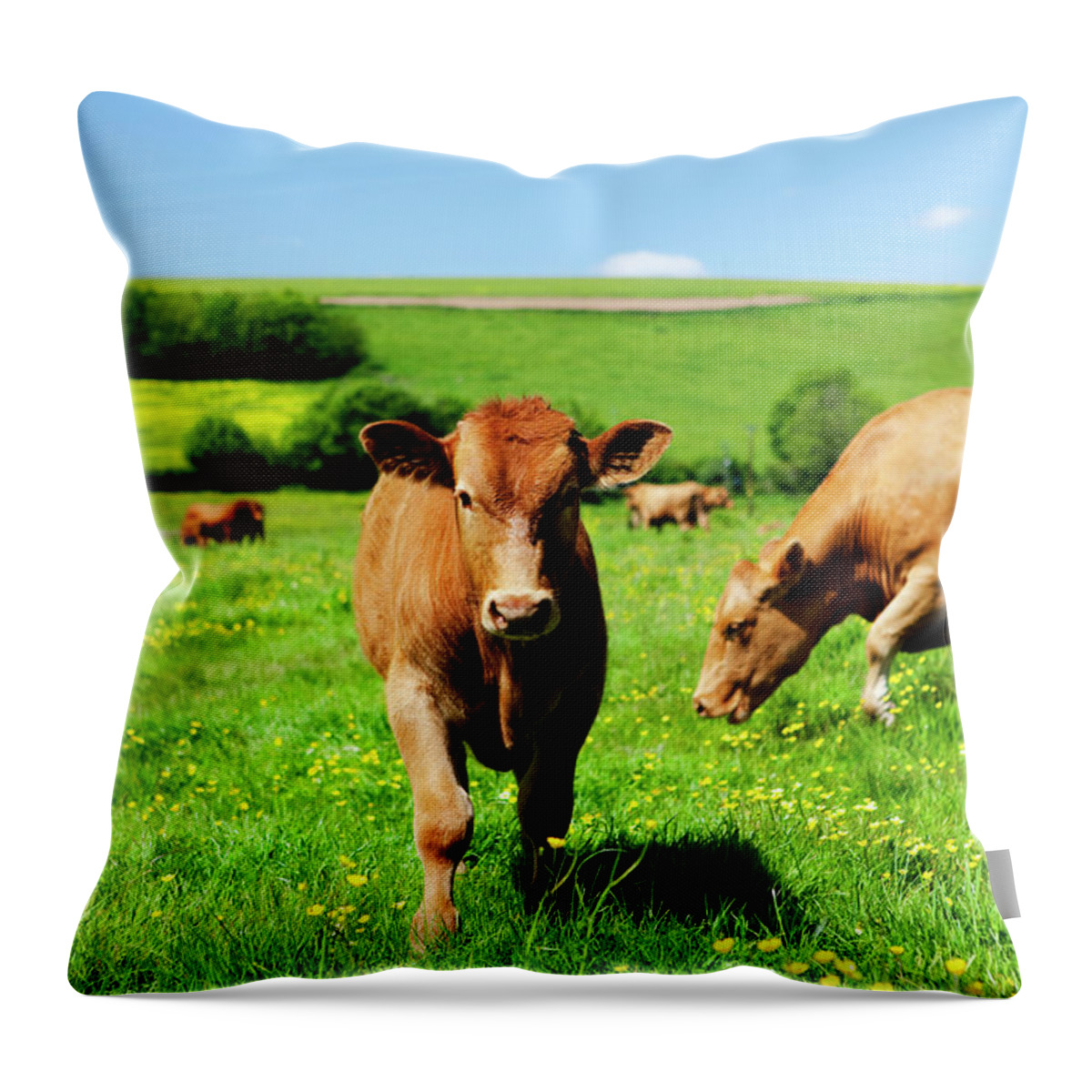 Domestic Animals Throw Pillow featuring the photograph Cows And Buttercups by Lockiecurrie