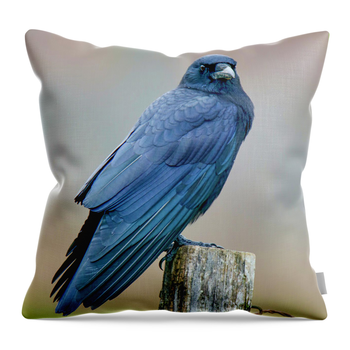 Great Smoky Mountains National Park Throw Pillow featuring the photograph Crow by Nunweiler Photography