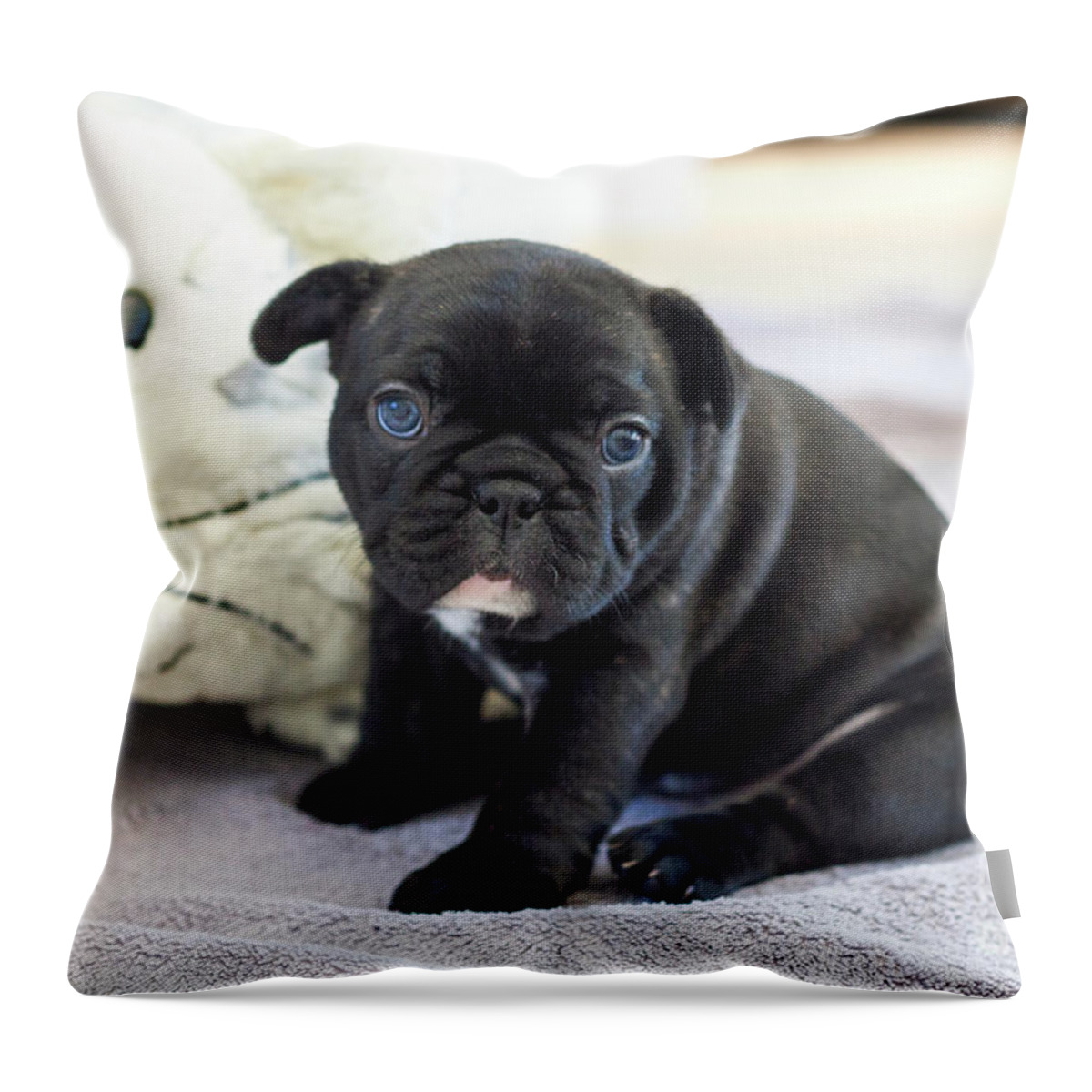 https://render.fineartamerica.com/images/rendered/default/throw-pillow/images/artworkimages/medium/2/cute-french-bulldog-puppy-sitting-on-a-soft-blanket-with-his-fluffy-toy-judit-polgar.jpg?&targetx=-119&targety=0&imagewidth=718&imageheight=479&modelwidth=479&modelheight=479&backgroundcolor=FFFFFF&orientation=0&producttype=throwpillow-14-14
