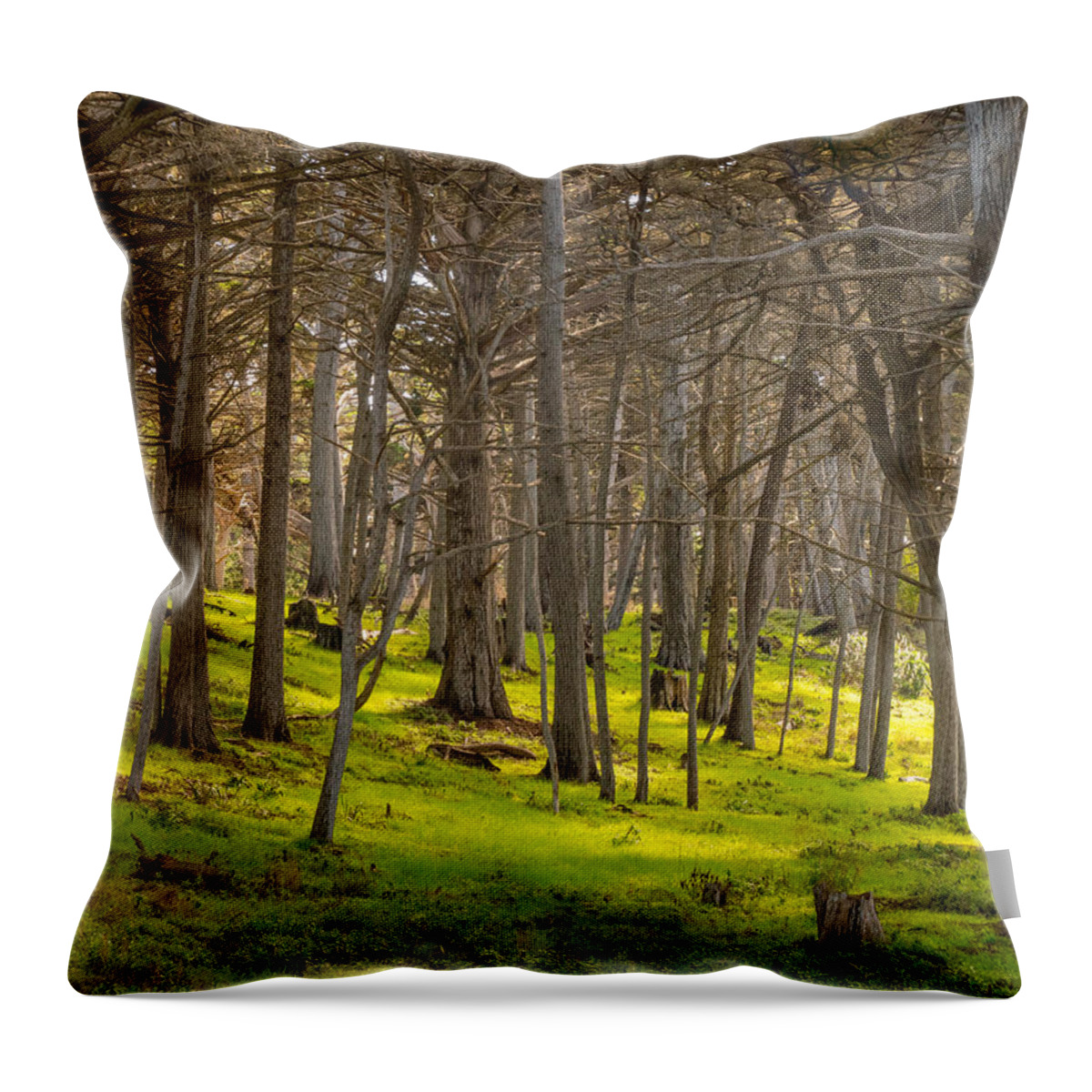 Forest Throw Pillow featuring the photograph Cypress Grove by Derek Dean
