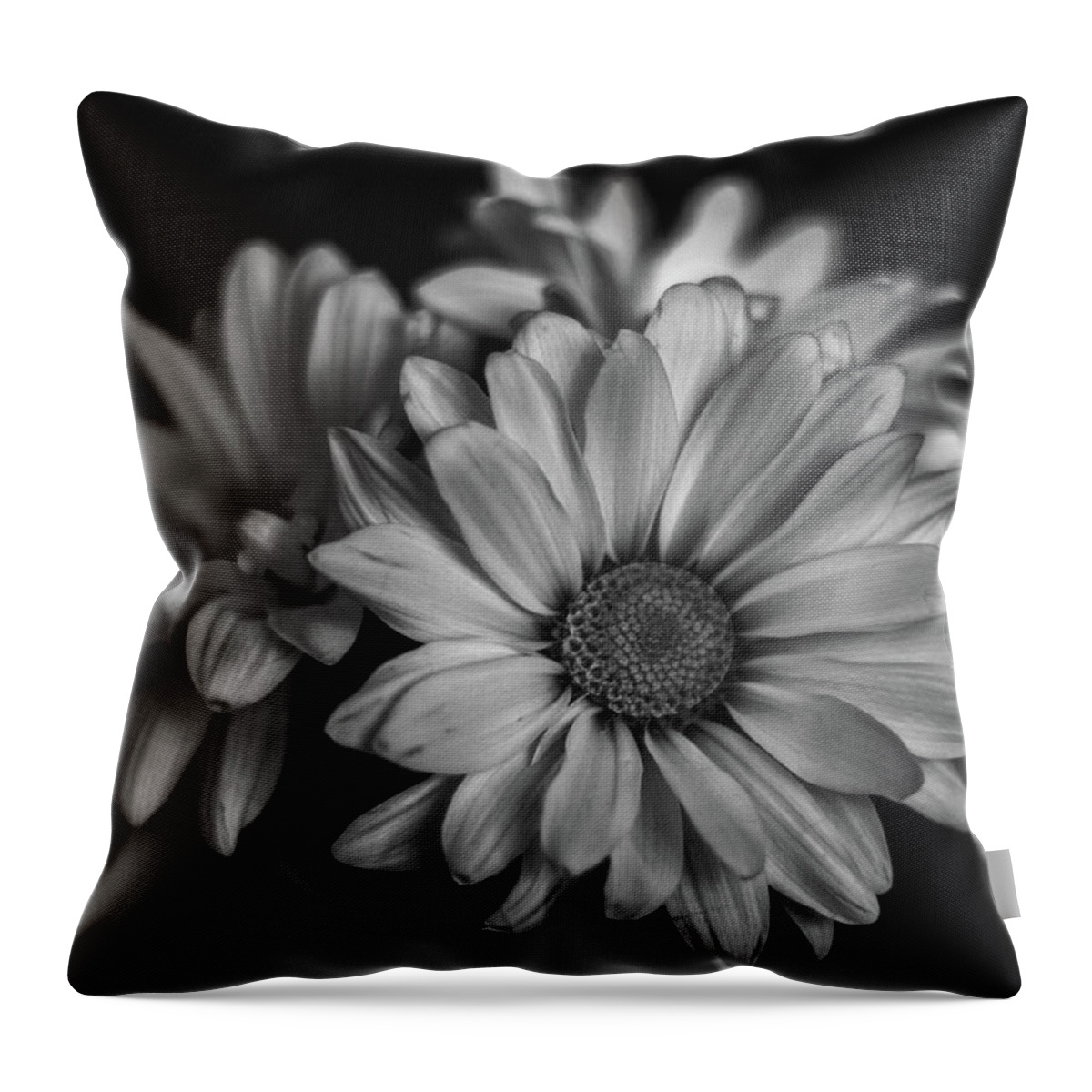  Throw Pillow featuring the photograph Daisies by Laura Terriere