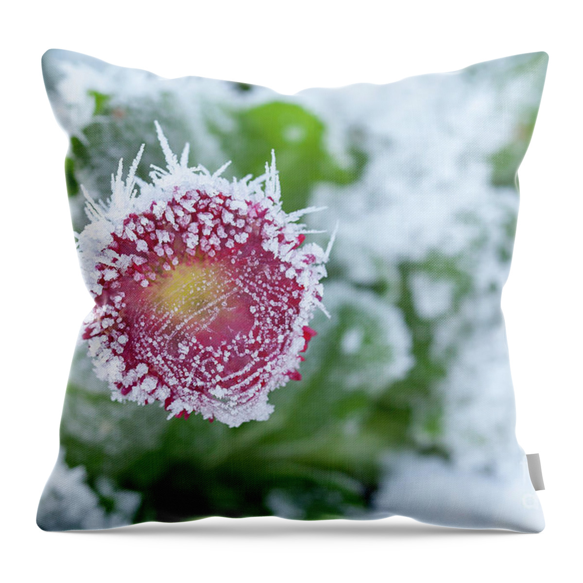 Frozen Throw Pillow featuring the photograph Daisy frozen in winter garden by Simon Bratt