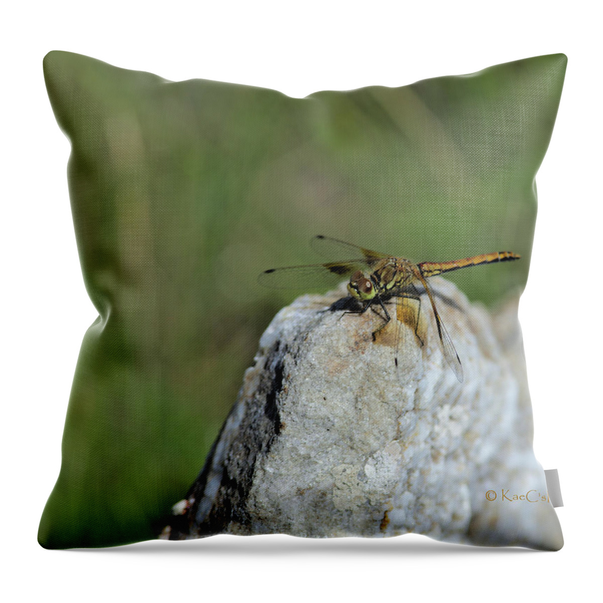 Dragonfly Throw Pillow featuring the photograph Dragonfly on Rock by Kae Cheatham