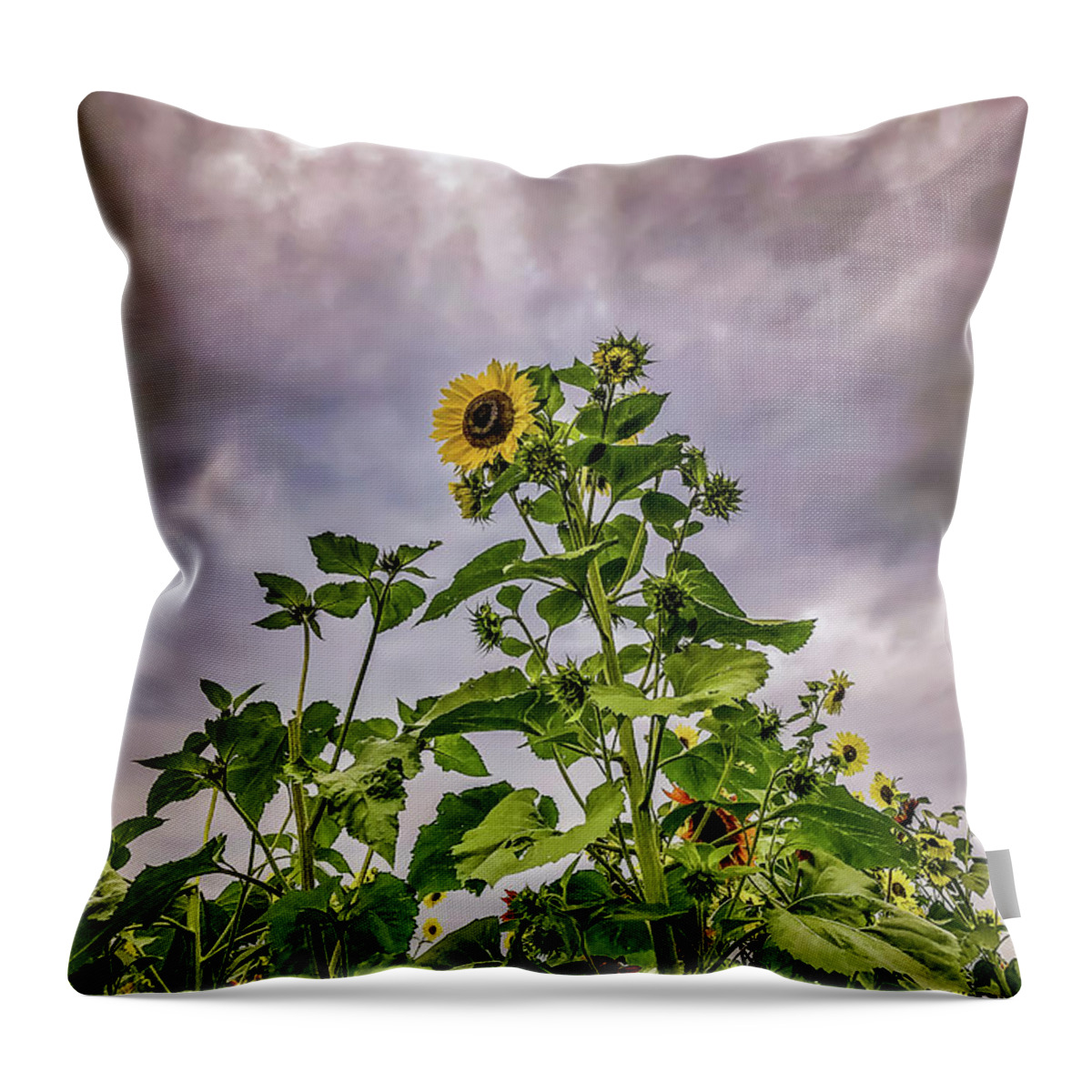 Sunflower Throw Pillow featuring the photograph Dramatic Sunflower by Anamar Pictures