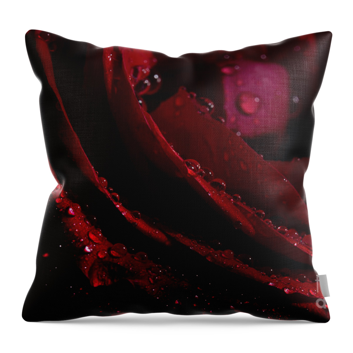 Rose Throw Pillow featuring the photograph Droplets On The Edge by Mike Eingle