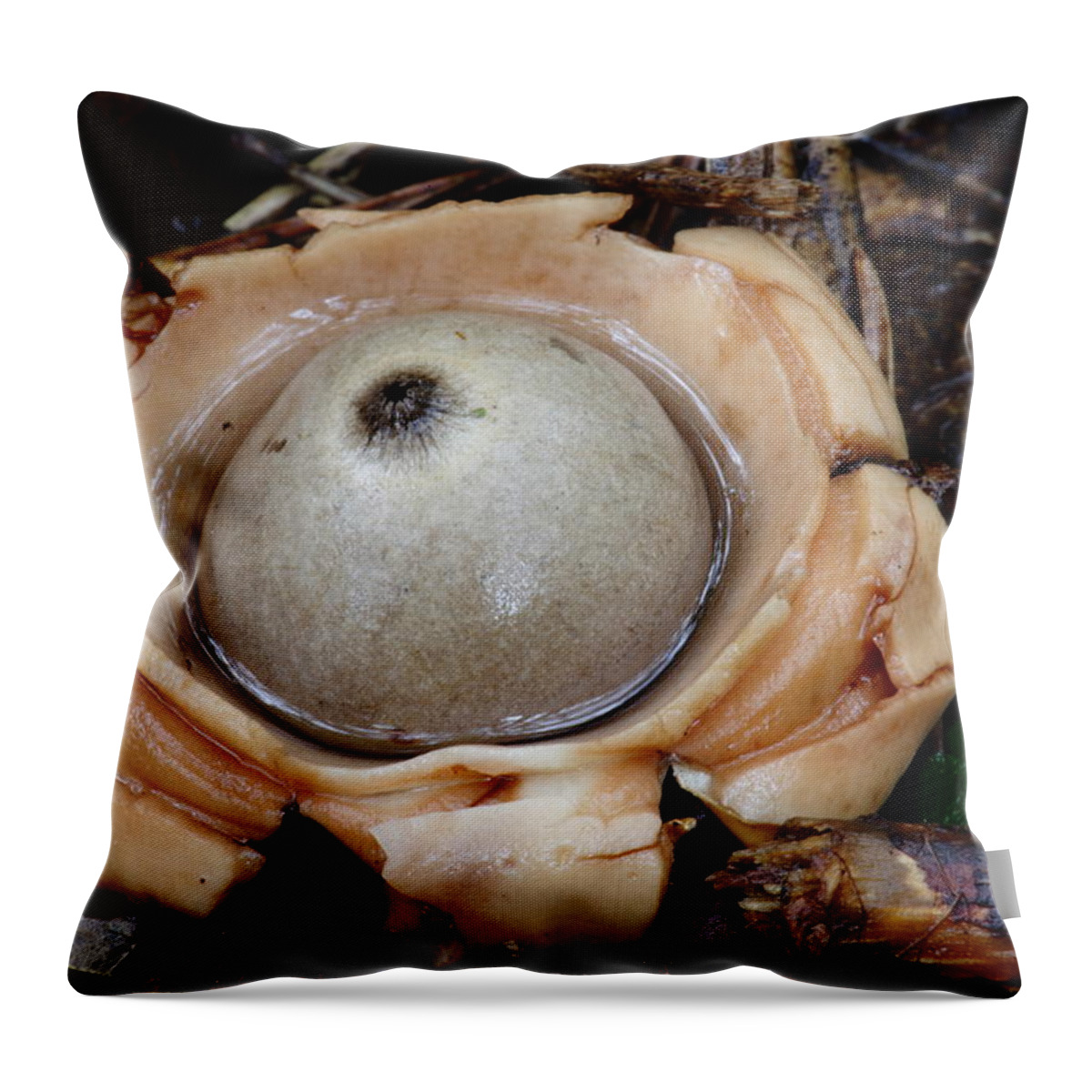 Geastrum Species Throw Pillow featuring the photograph Earthstar by Daniel Reed