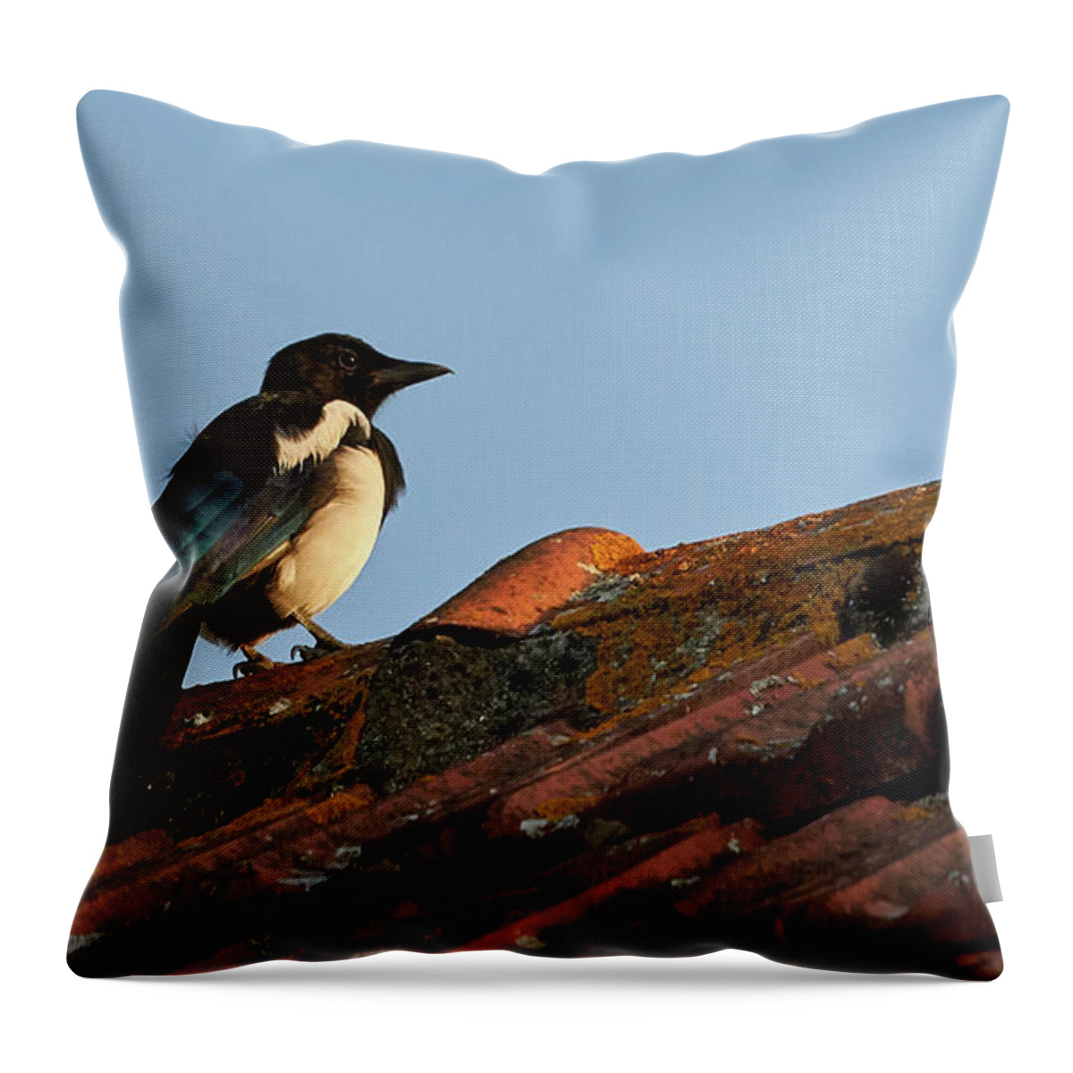 Colorful Throw Pillow featuring the photograph Eurasian Magpie Pica Pica on Tiled Roof by Pablo Avanzini