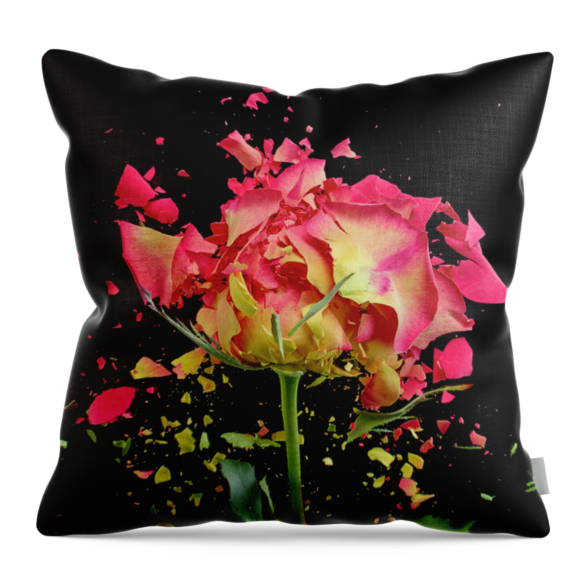 Black Background Throw Pillow featuring the photograph Exploding Rose by Don Farrall