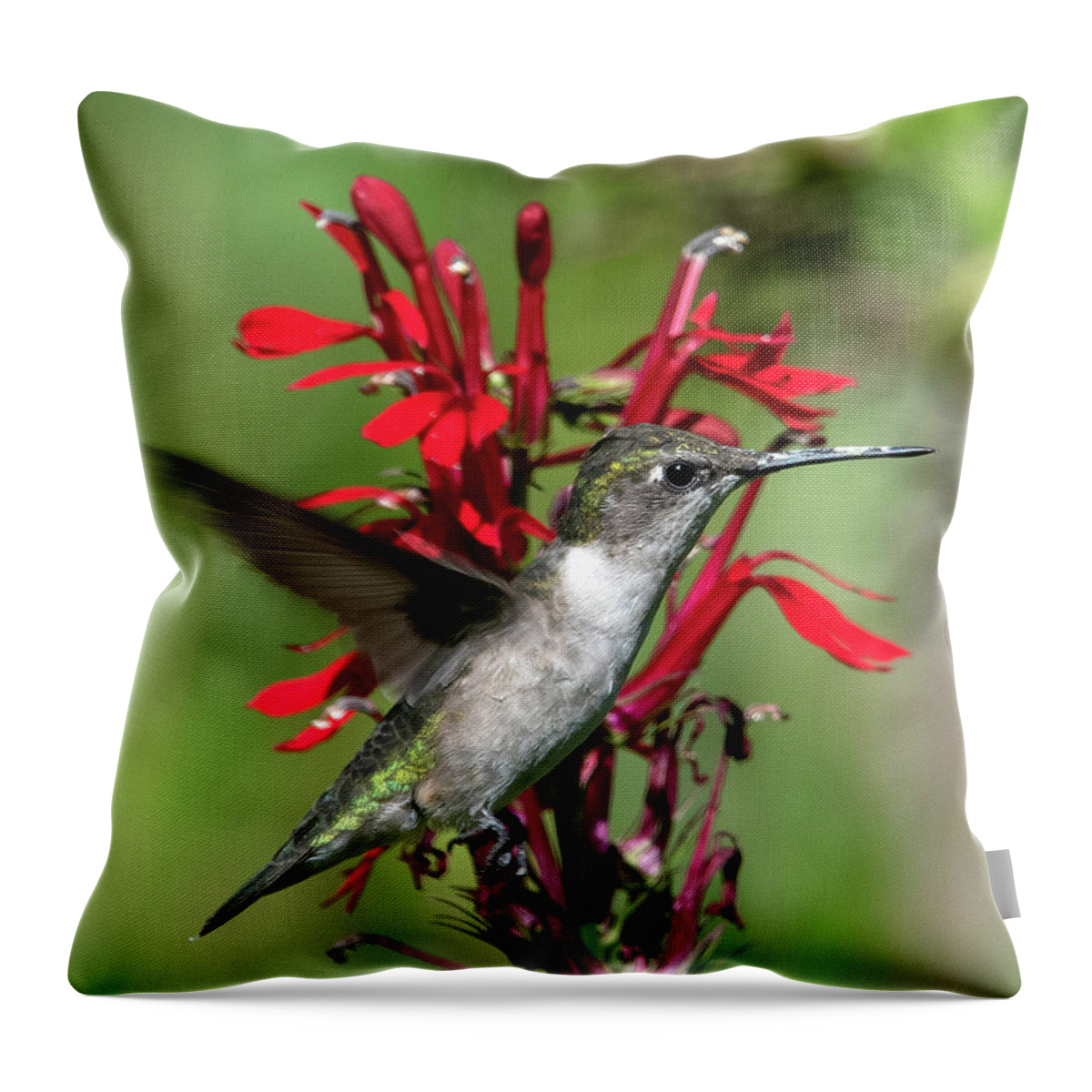 Nature Throw Pillow featuring the photograph Female Ruby-throated Hummingbird DSB0325 by Gerry Gantt