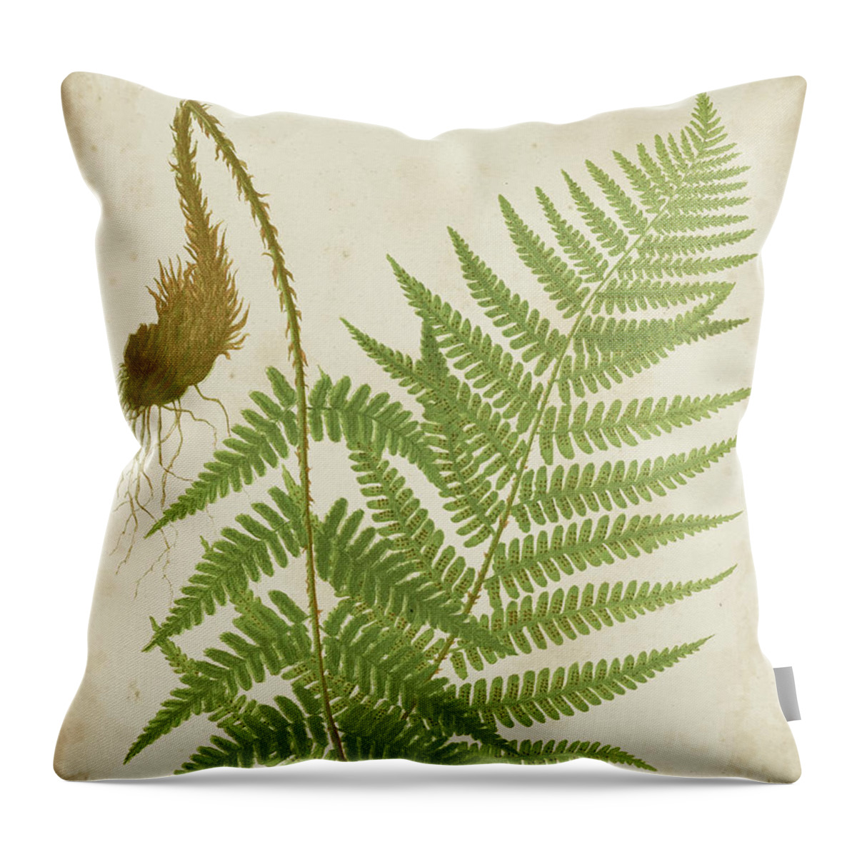 Botanical & Floral+ferns+botanical Study Throw Pillow featuring the painting Fern Trio I by Vision Studio