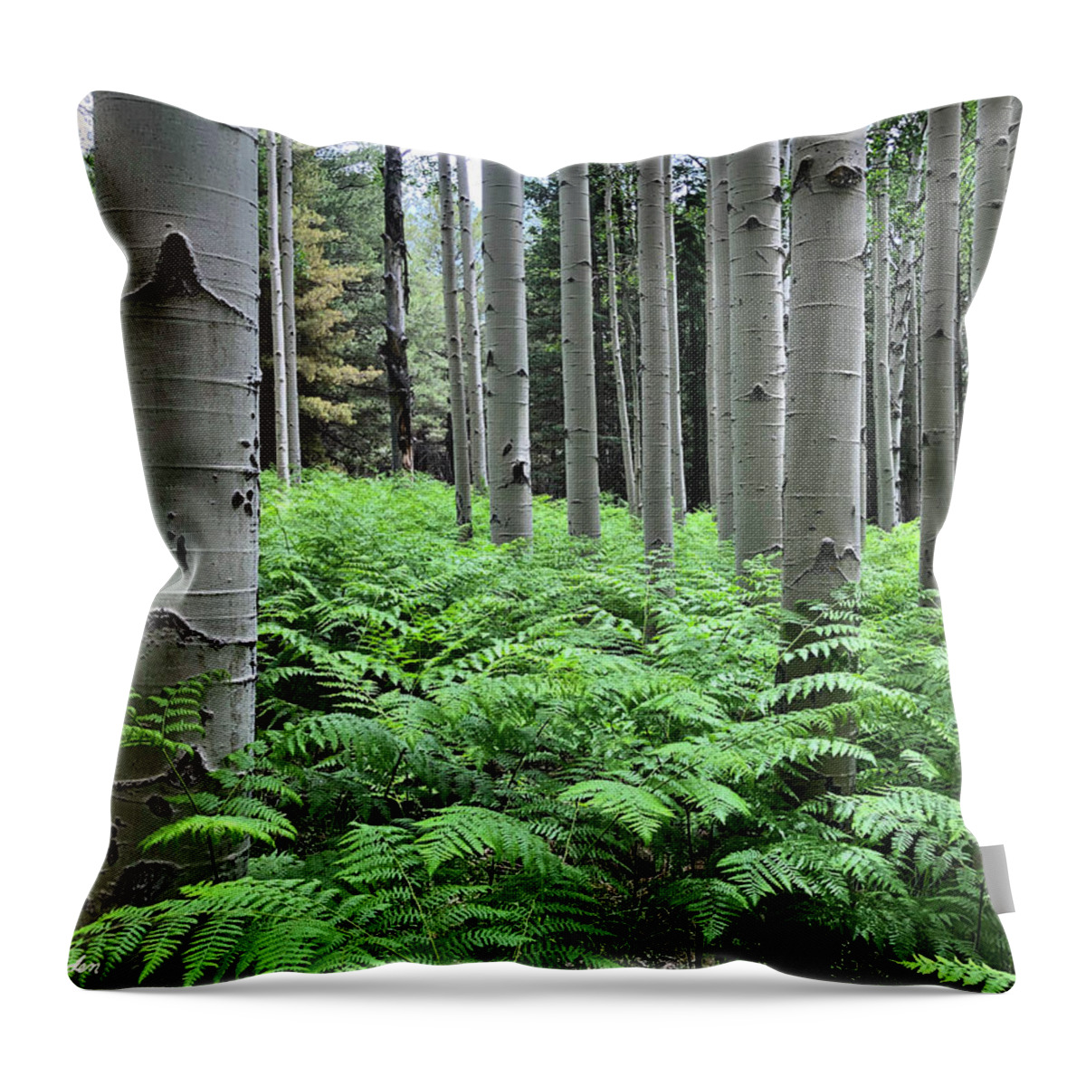 Arizona Throw Pillow featuring the photograph Ferns in an Aspen Grove by Jeff Goulden