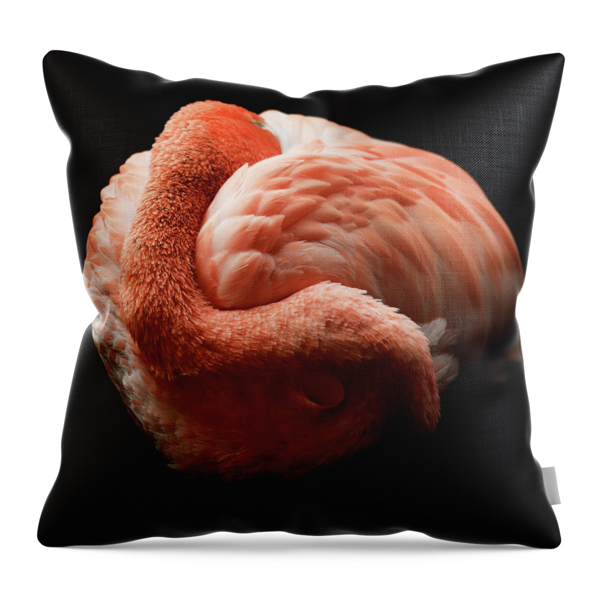 Black Background Throw Pillow featuring the photograph Flamingo by Tomml