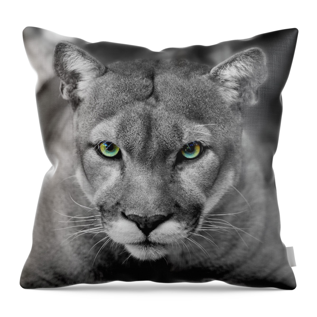 Animals In The Wild Throw Pillow featuring the photograph Florida Panther Black & White Eyes In by Denguy