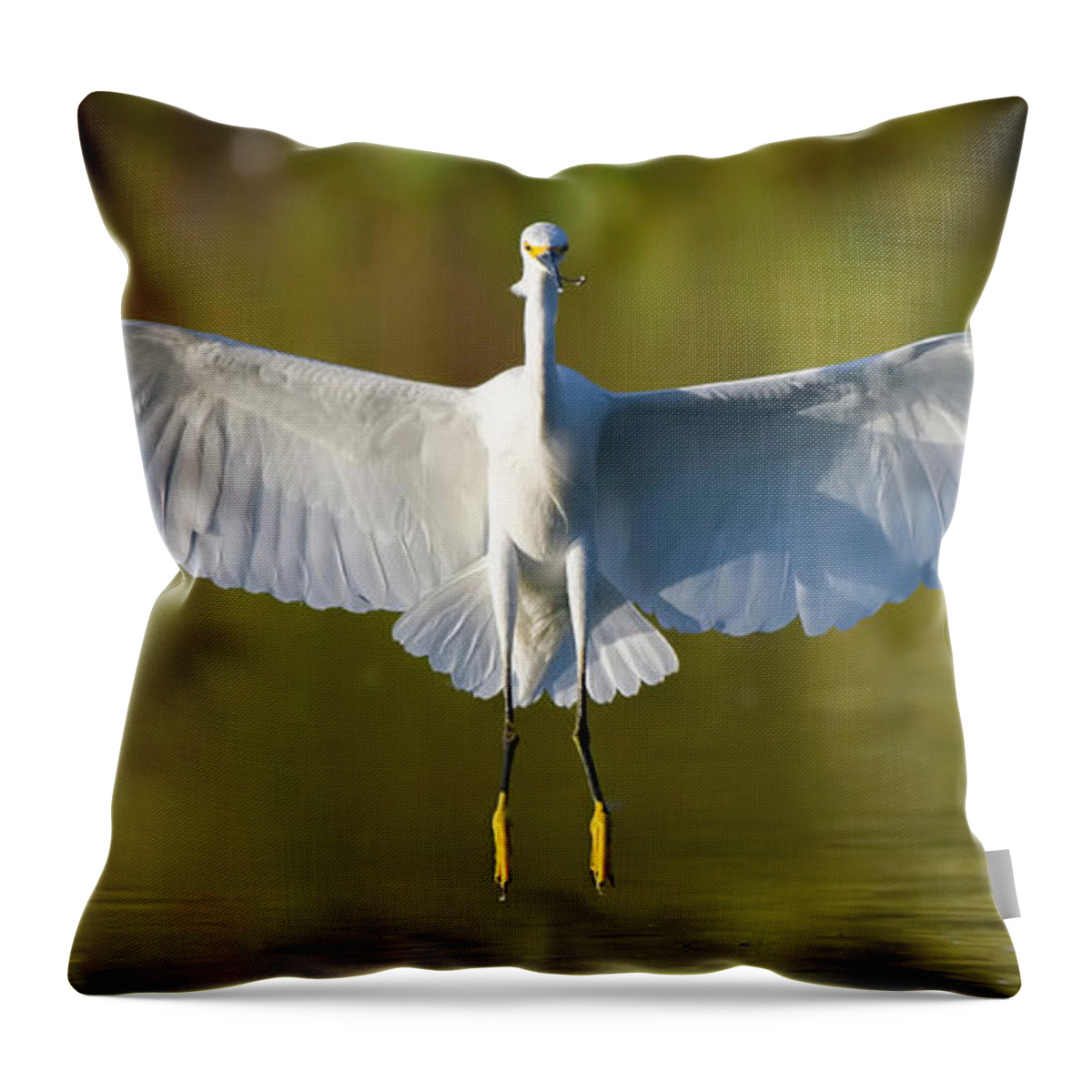 Snowy Egret Throw Pillow featuring the photograph Full Flaps. by Paul Martin