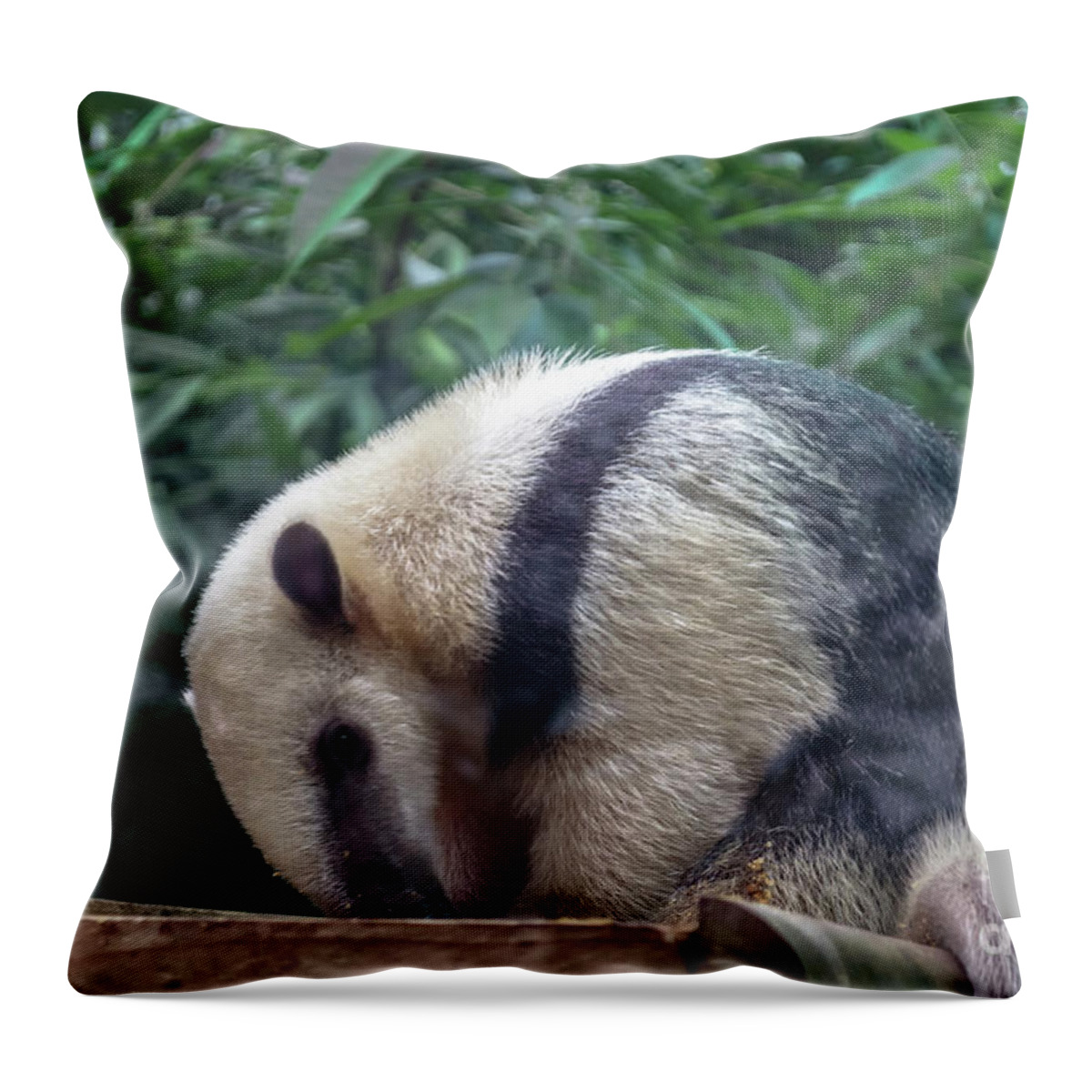 https://render.fineartamerica.com/images/rendered/default/throw-pillow/images/artworkimages/medium/2/giant-cloud-rat-michelle-meenawong.jpg?&targetx=-122&targety=0&imagewidth=723&imageheight=479&modelwidth=479&modelheight=479&backgroundcolor=2C3032&orientation=0&producttype=throwpillow-14-14
