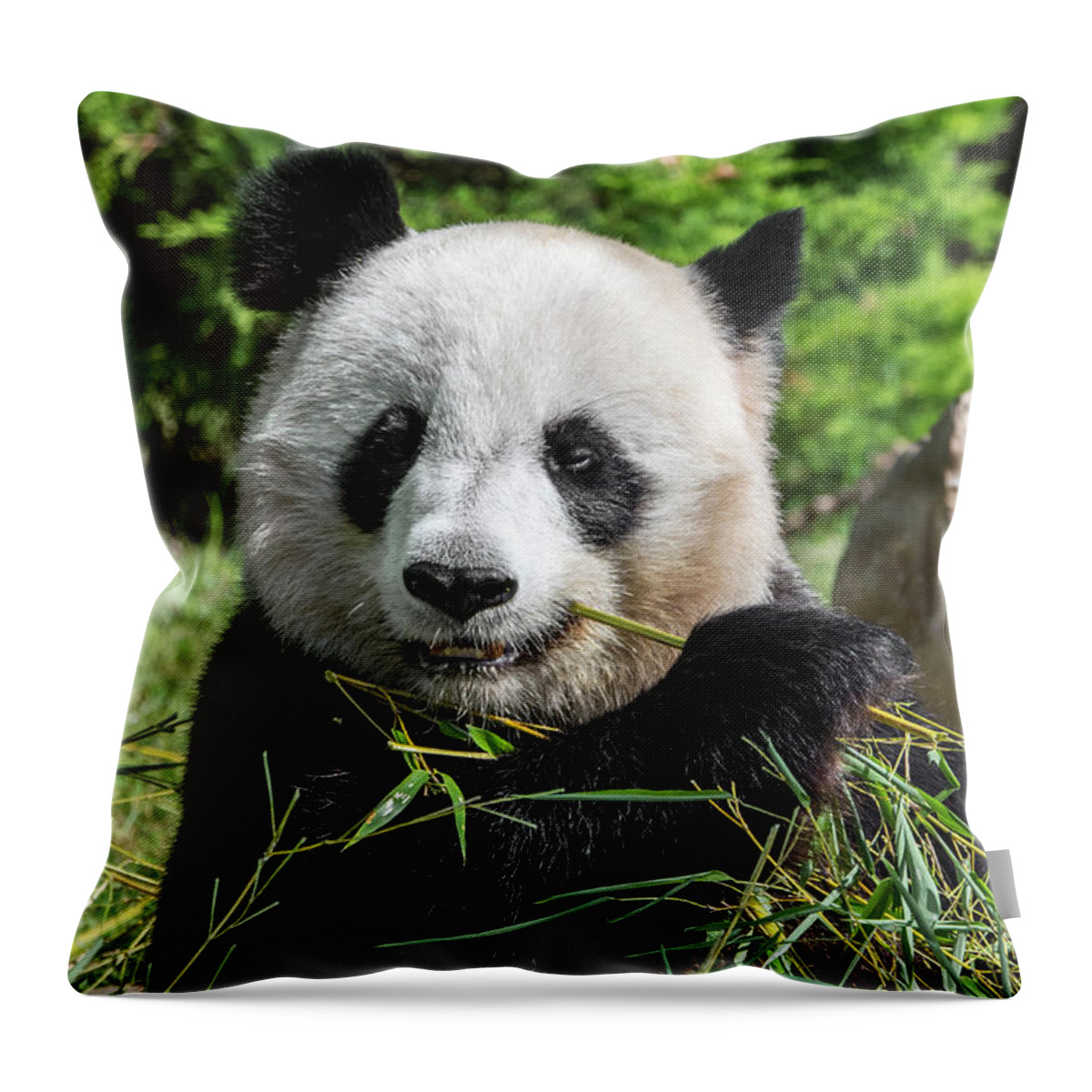 https://render.fineartamerica.com/images/rendered/default/throw-pillow/images/artworkimages/medium/2/giant-panda-eating-bamboo-arterra-picture-library.jpg?&targetx=-35&targety=-1&imagewidth=717&imageheight=479&modelwidth=479&modelheight=479&backgroundcolor=769B49&orientation=0&producttype=throwpillow-14-14